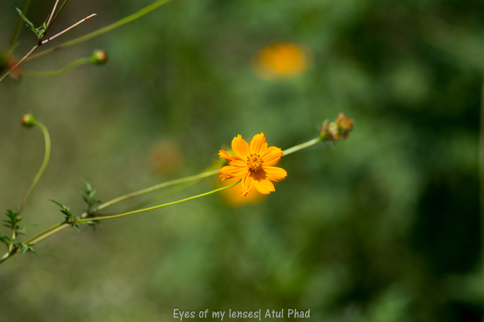 Nikon AF-Nikkor 80-200mm F2.8D ED sample photo. Yellow flower photography