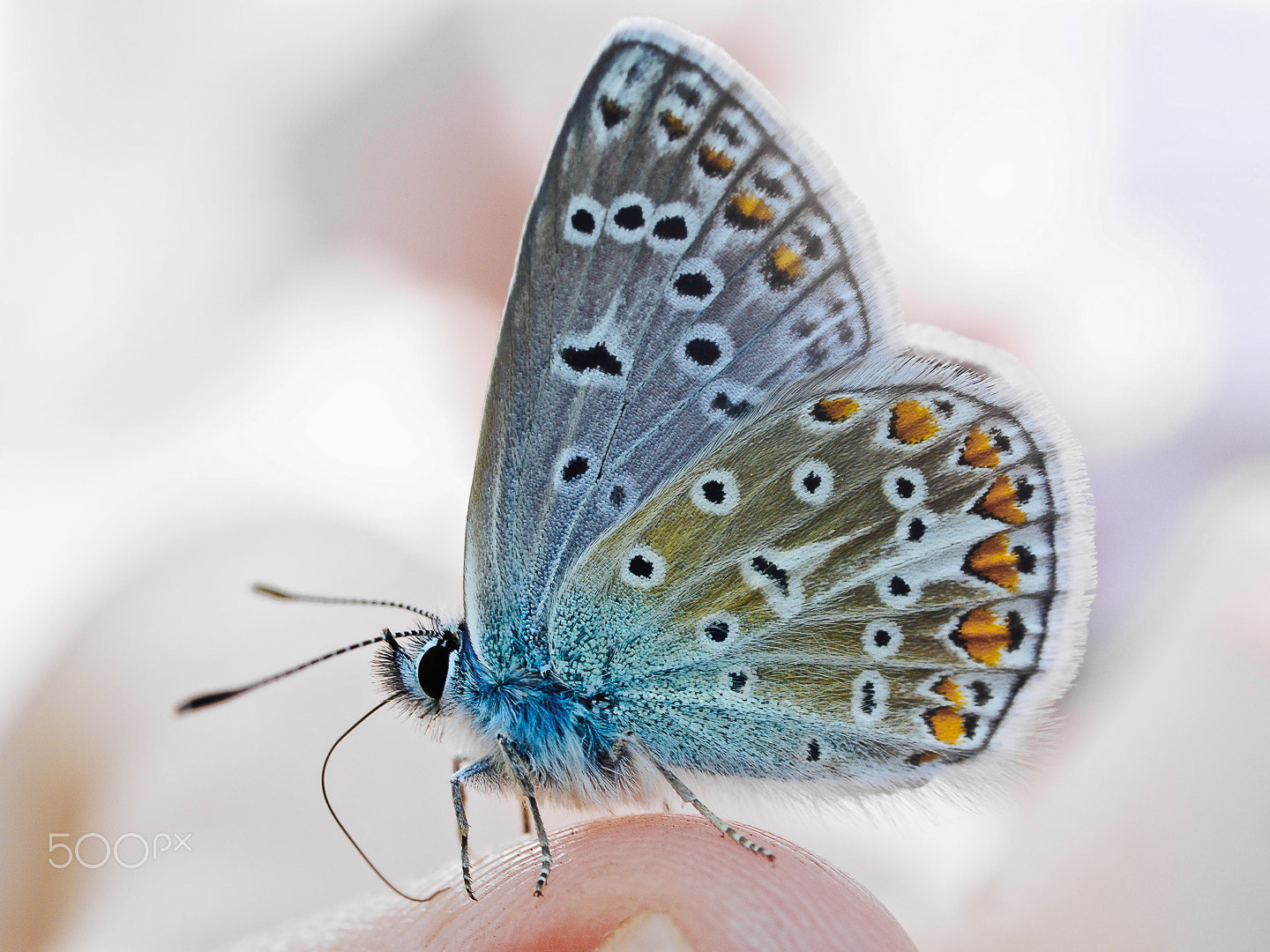 Panasonic Lumix G Macro 30mm F2.8 ASPH Mega OIS sample photo. Butterfly talk photography