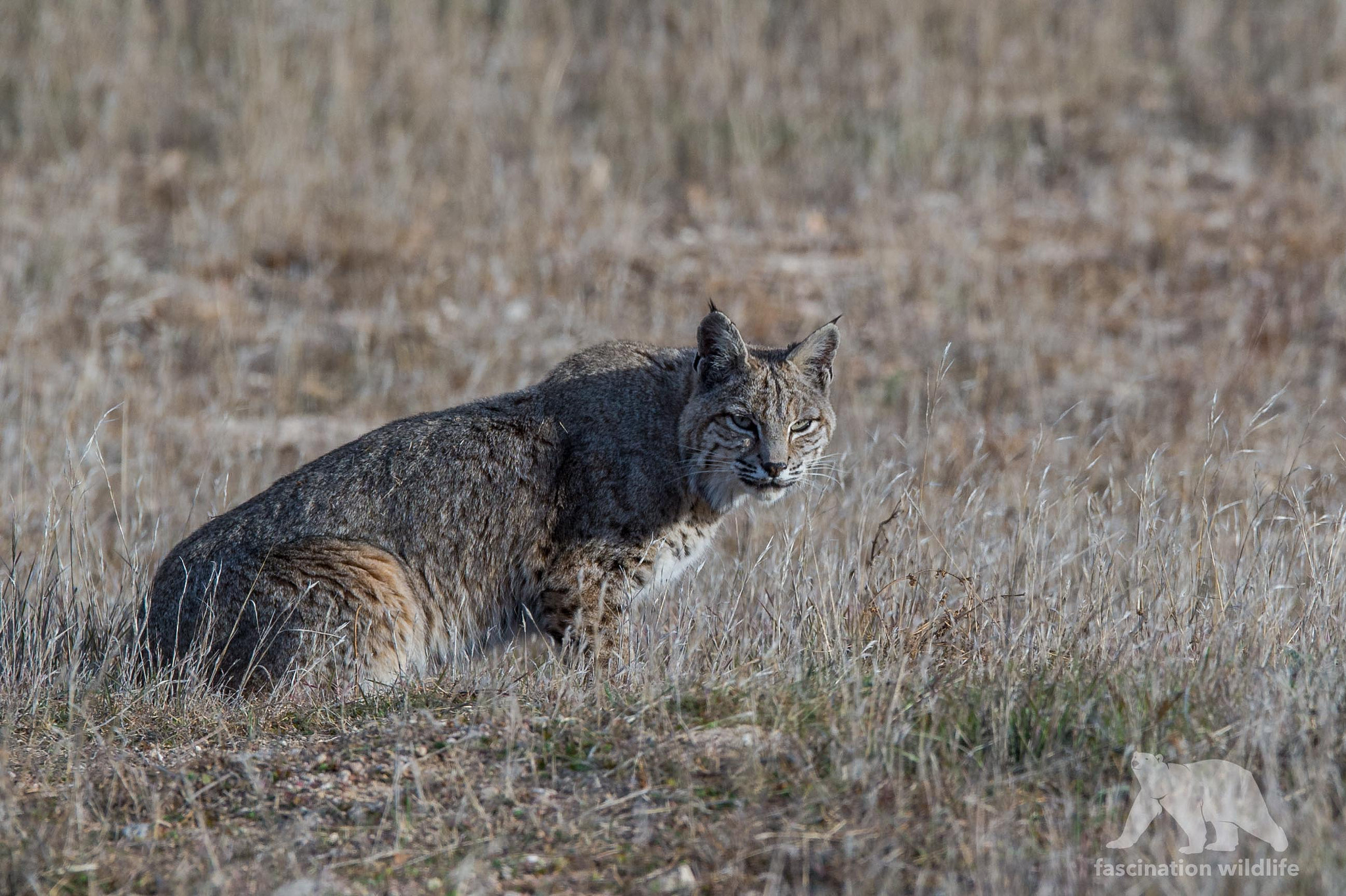 Sigma 150-600mm F5-6.3 DG OS HSM | S sample photo. Bobcat photography