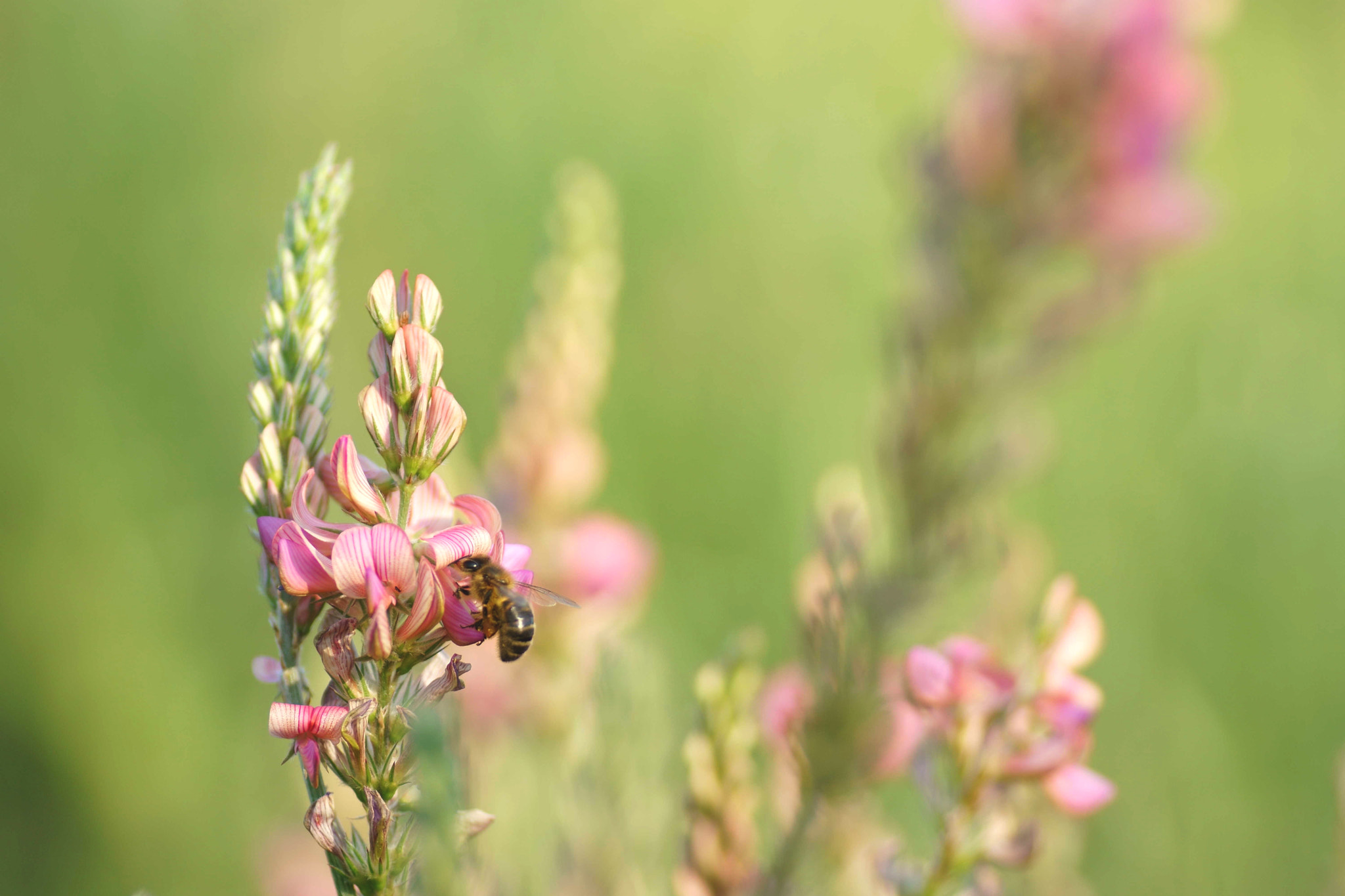 Sony a6000 sample photo. Recolección (abeja doméstica) photography