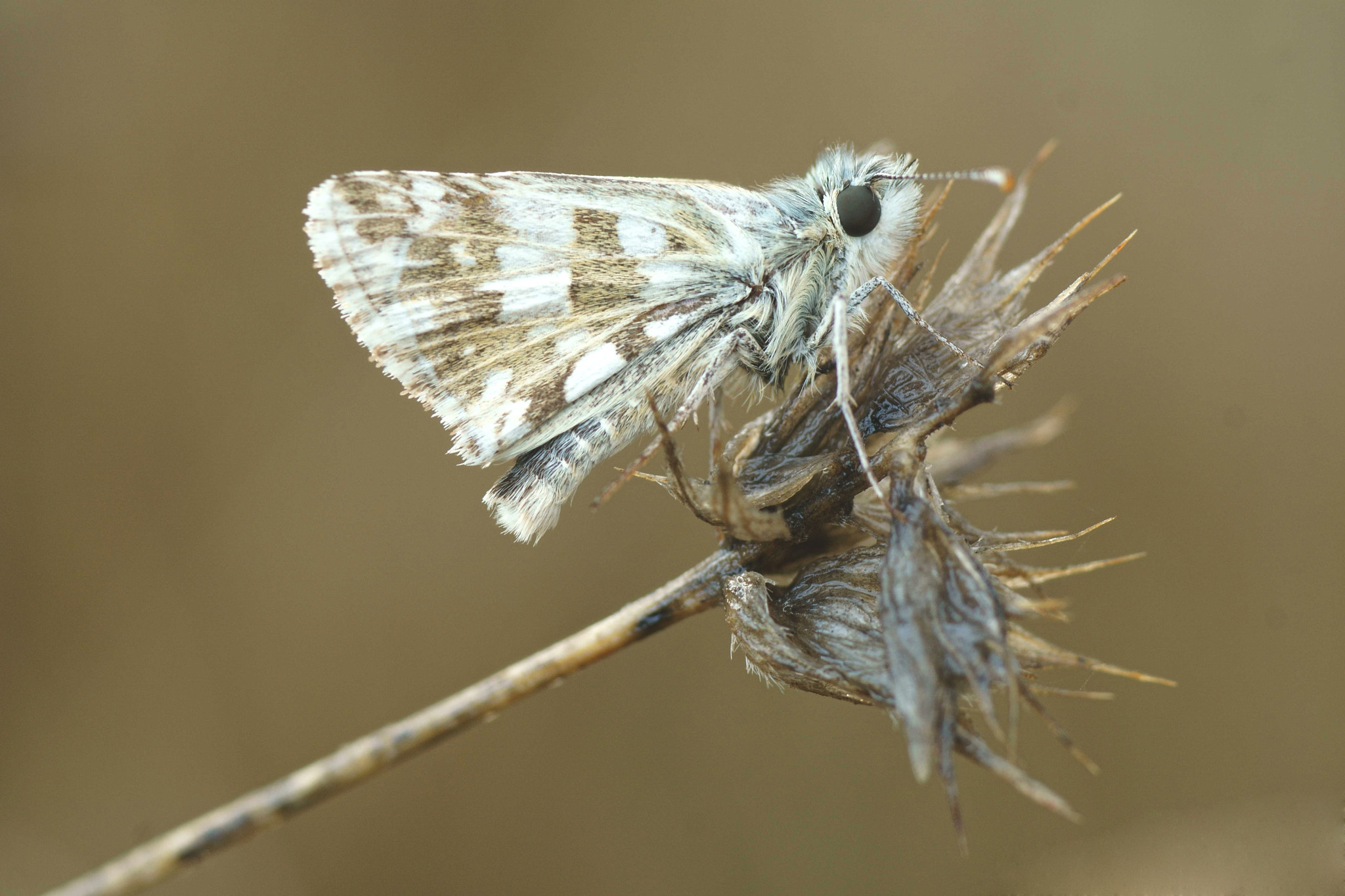 Sony a6000 + Tamron SP AF 90mm F2.8 Di Macro sample photo. Hesperiidae photography