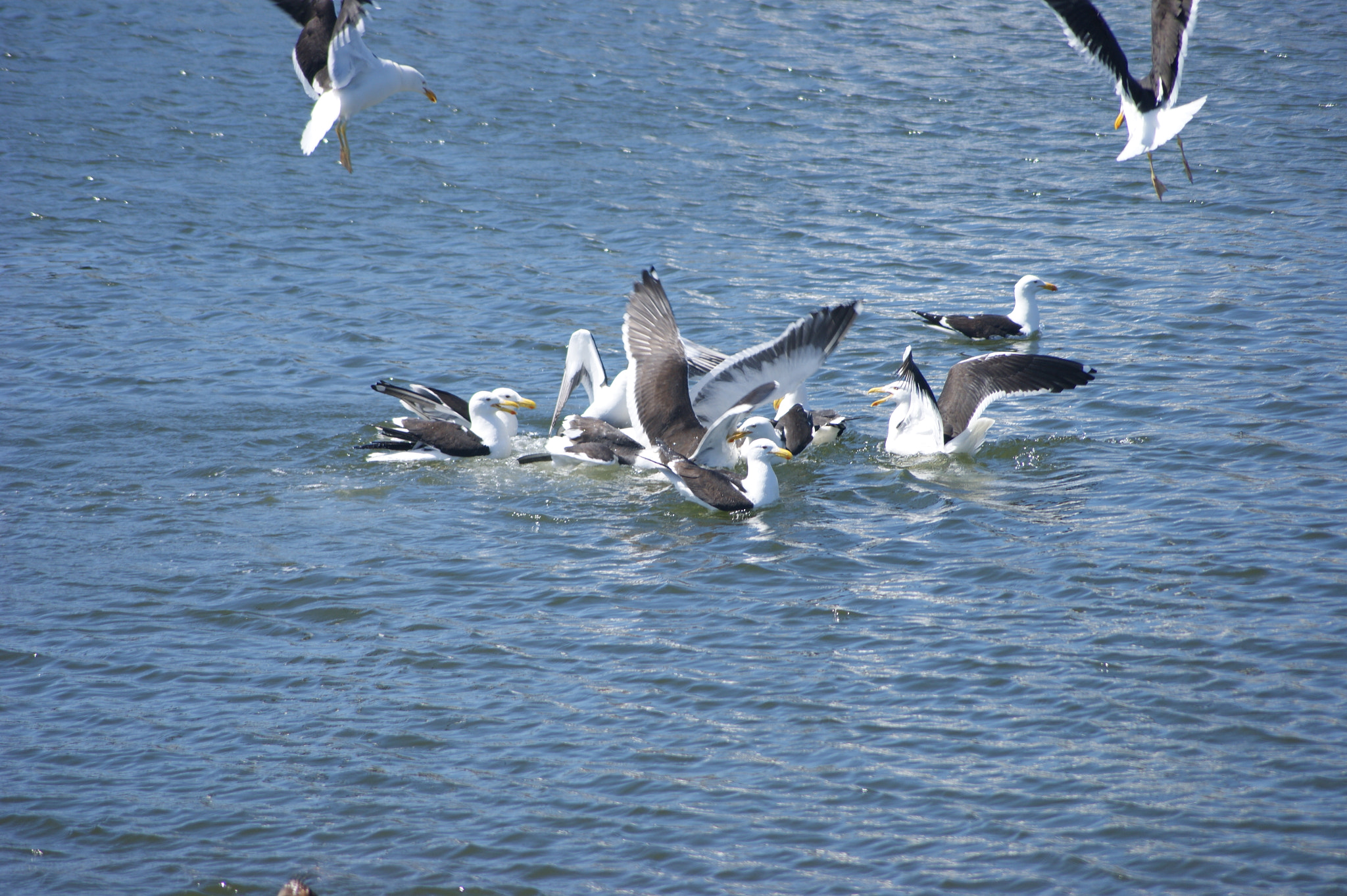 Sony Alpha DSLR-A390 sample photo. Seagulls meeting photography