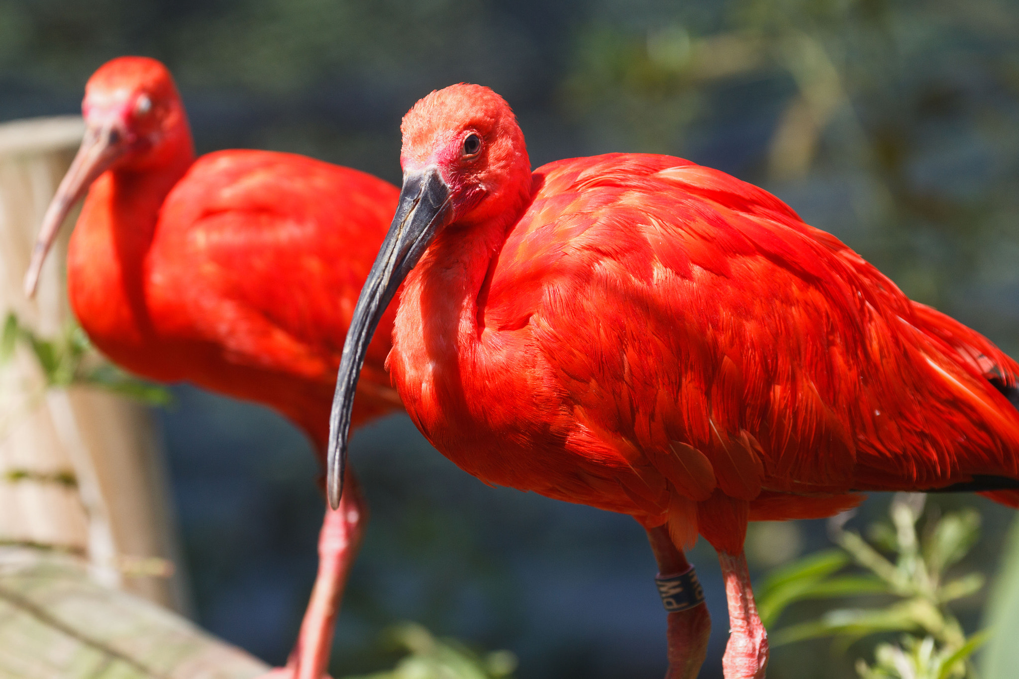 Canon EF 70-300mm F4-5.6L IS USM sample photo. Scarlett ibis photography