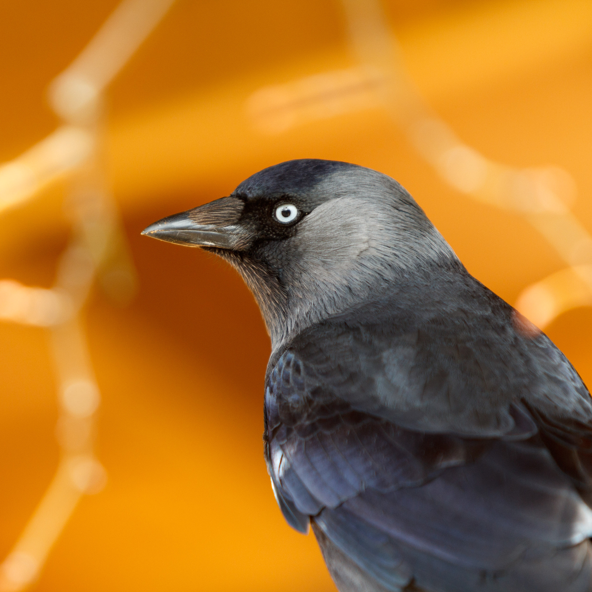 Canon EF 70-200mm F2.8L USM sample photo. Crow on gold photography