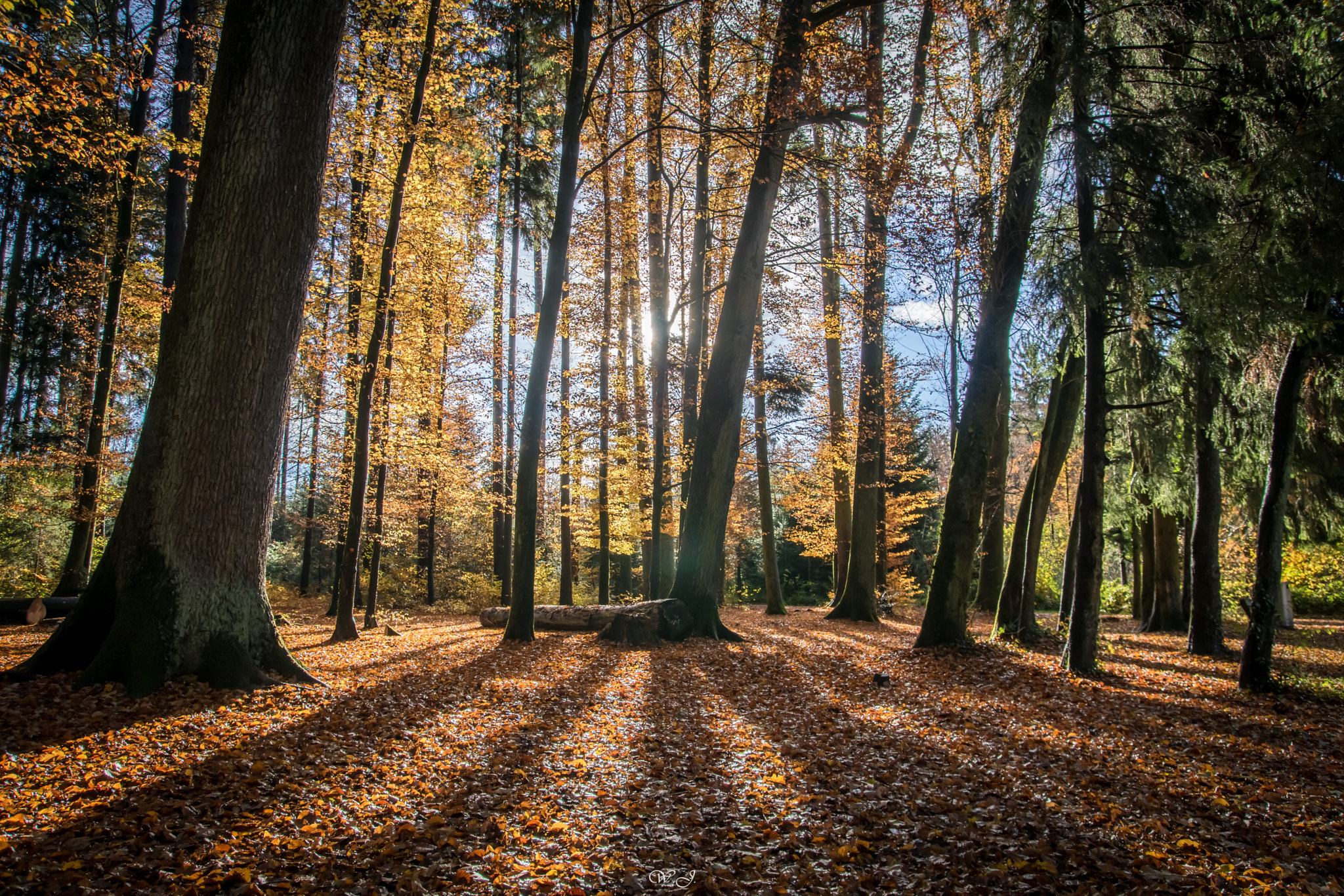 Sony ILCA-77M2 sample photo. Golden forest ii photography