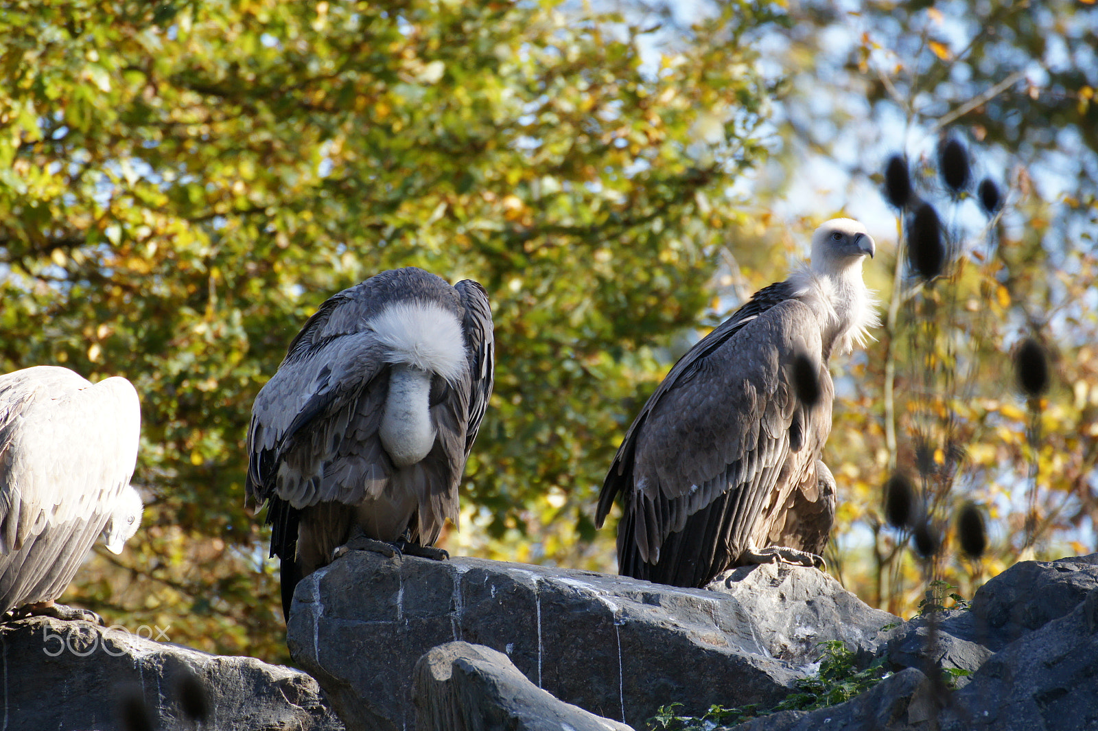 Sony Alpha DSLR-A450 + Tamron SP 70-300mm F4-5.6 Di USD sample photo. Sous le soleil photography