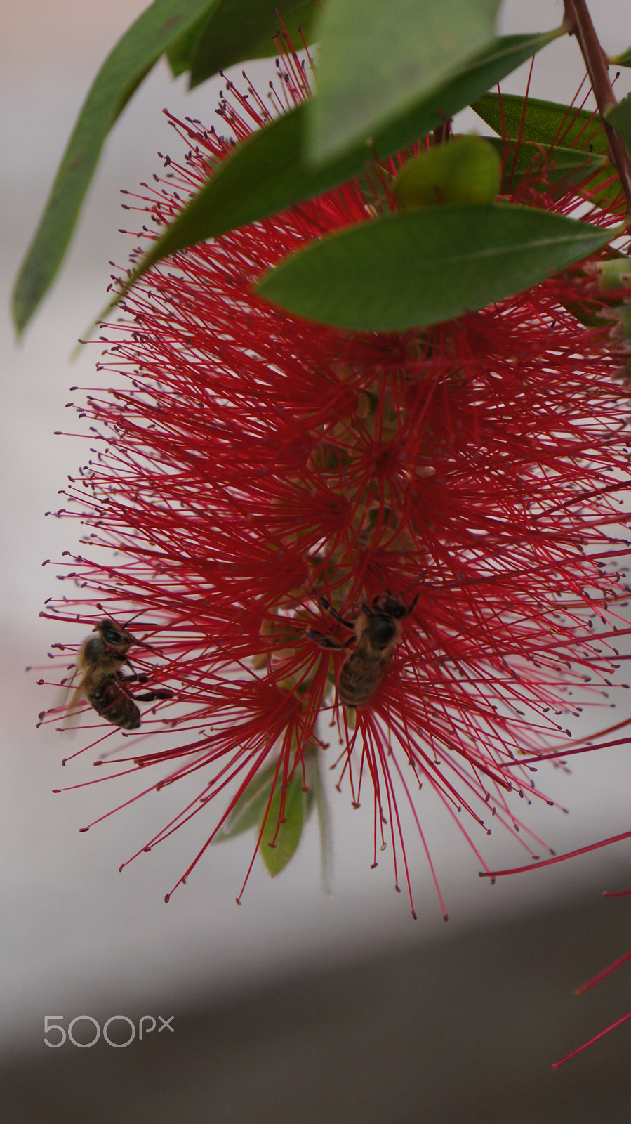 Sony E 55-210mm F4.5-6.3 OSS sample photo. Bee on the flower photography