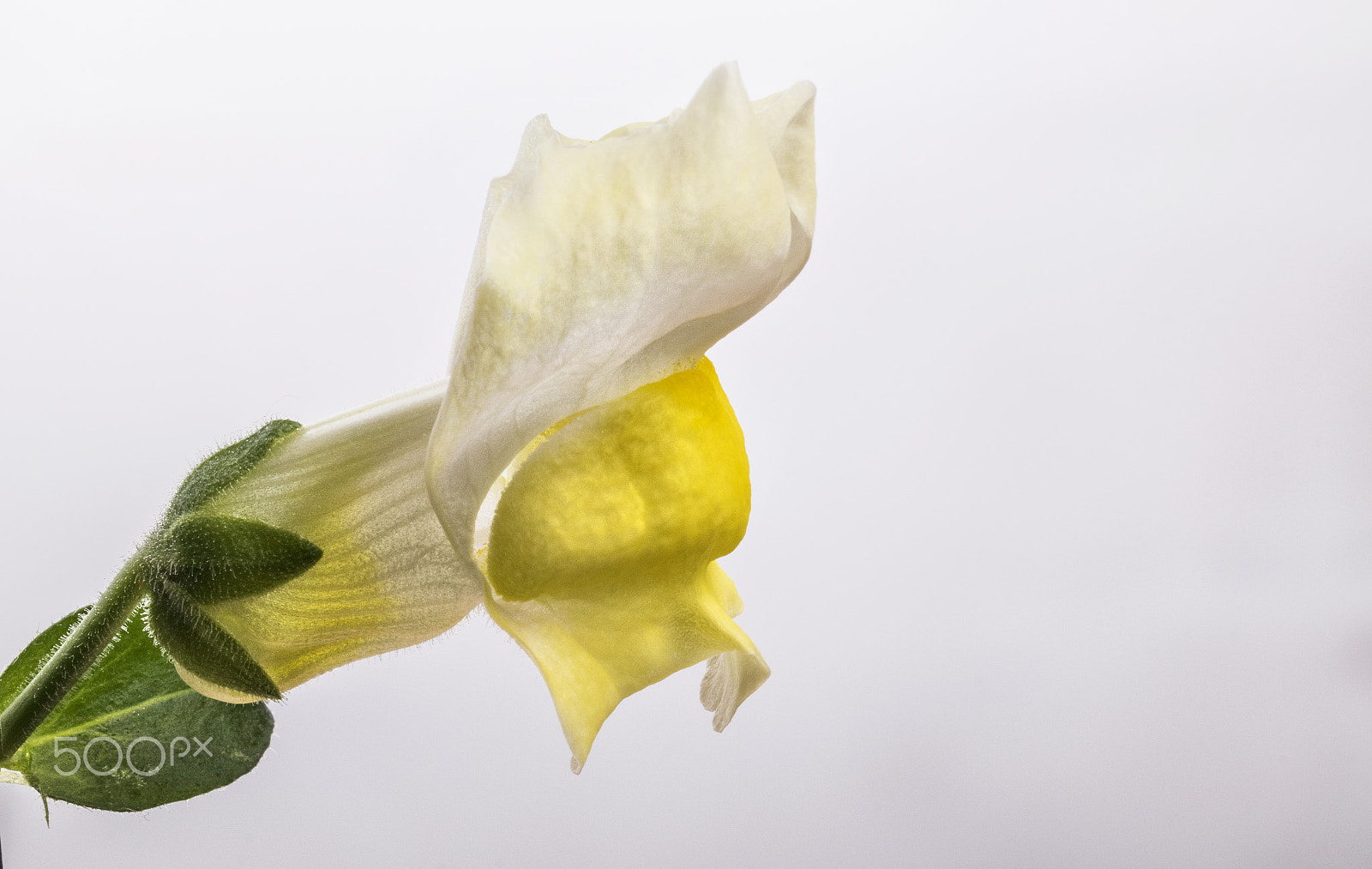 Sigma 105mm F2.8 EX DG OS HSM sample photo. Antirrhinum photography