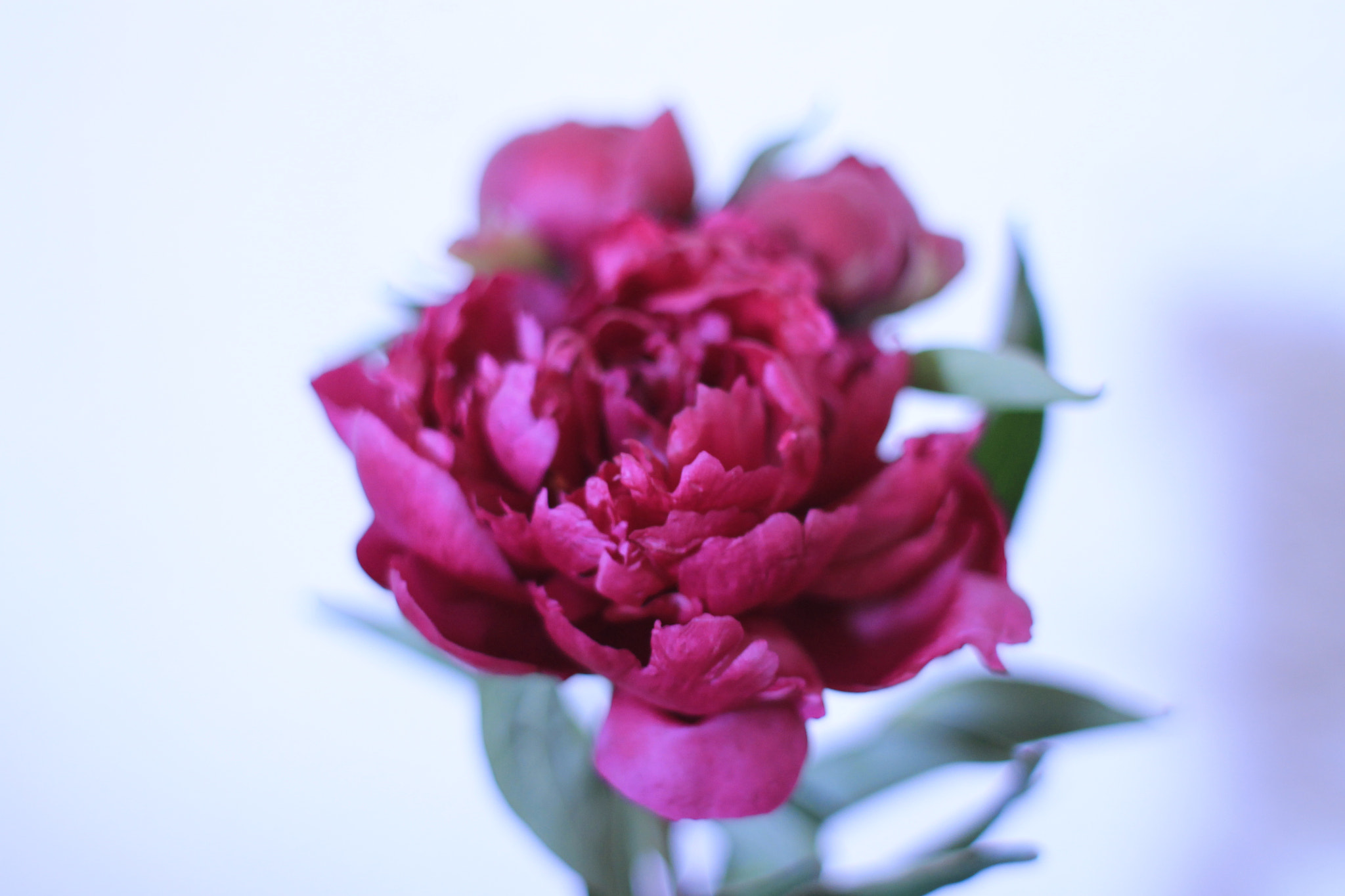 Canon EF 28mm F1.8 USM sample photo. Peony photography