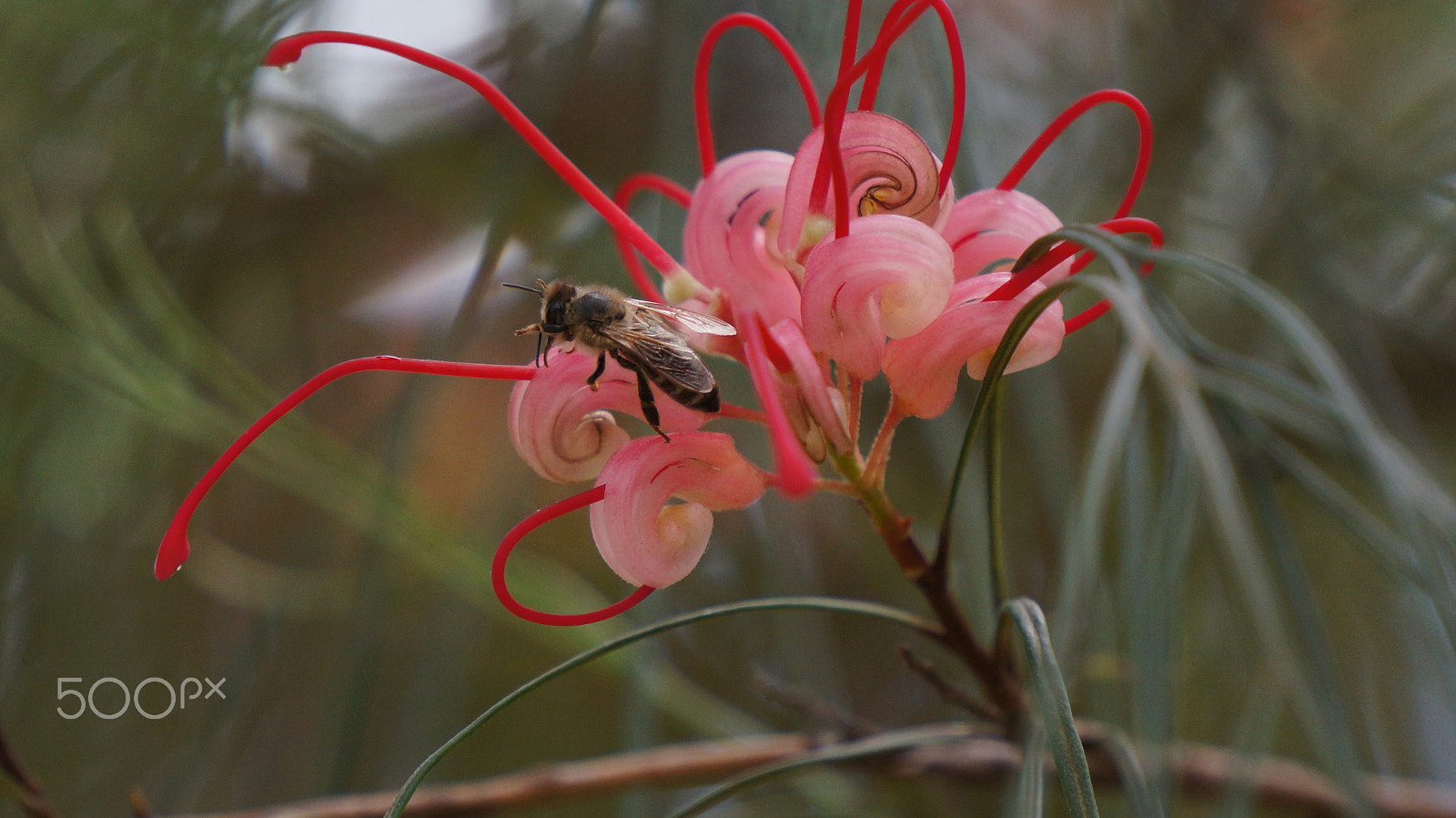 Sony E 55-210mm F4.5-6.3 OSS sample photo. Bee on the flower photography