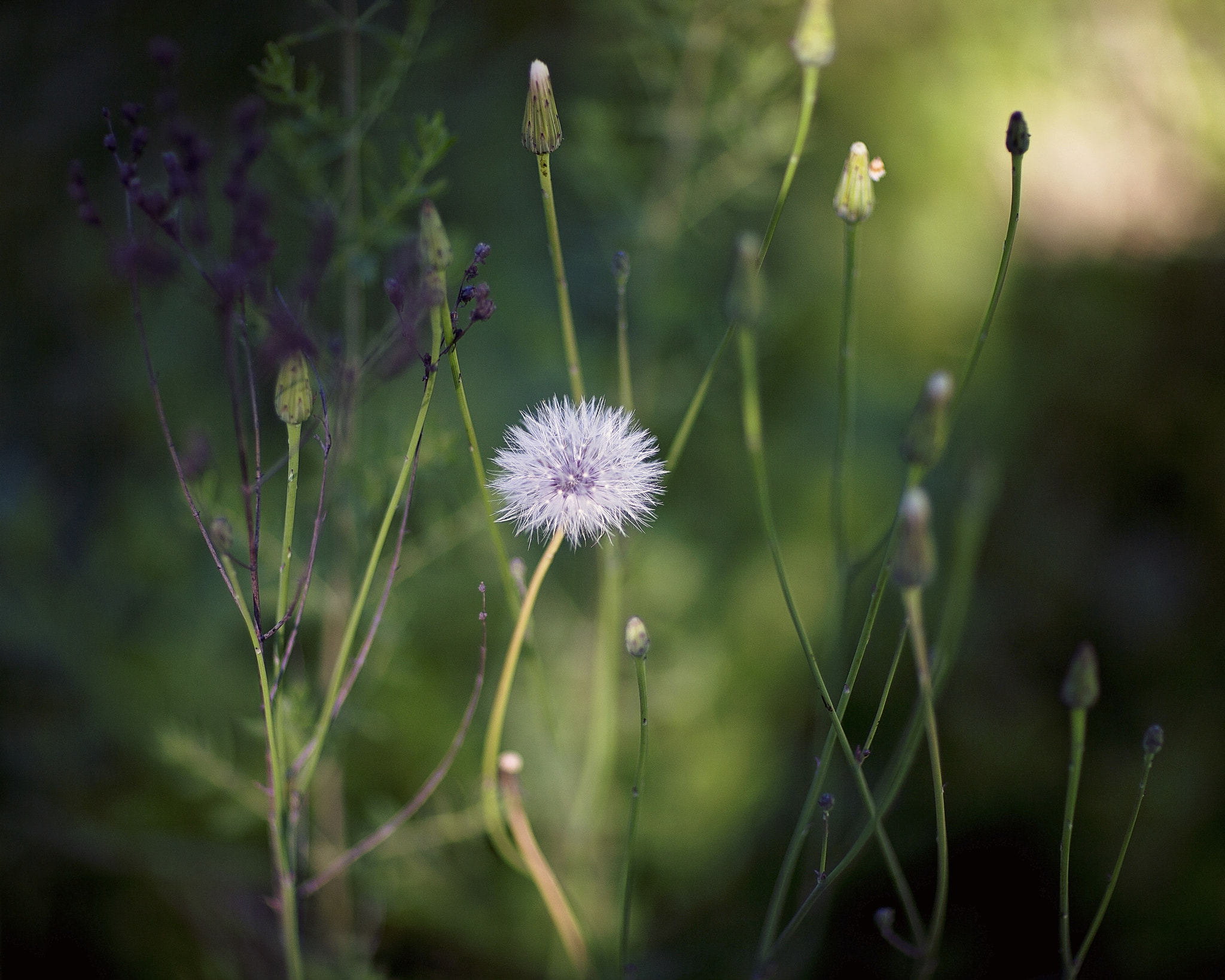 Canon EOS-1D C sample photo. The seeds of life photography