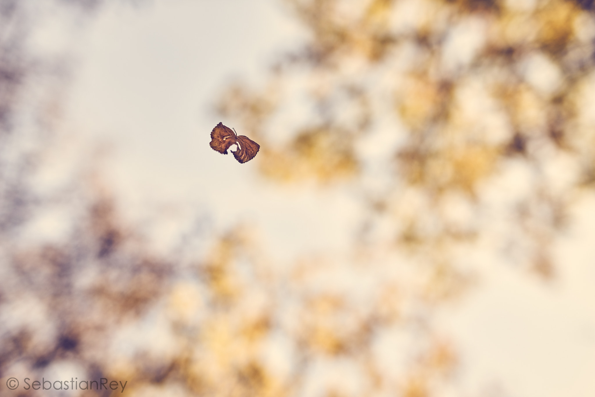 Sony a7R + Minolta AF 50mm F1.4 [New] sample photo. Butterfly photography