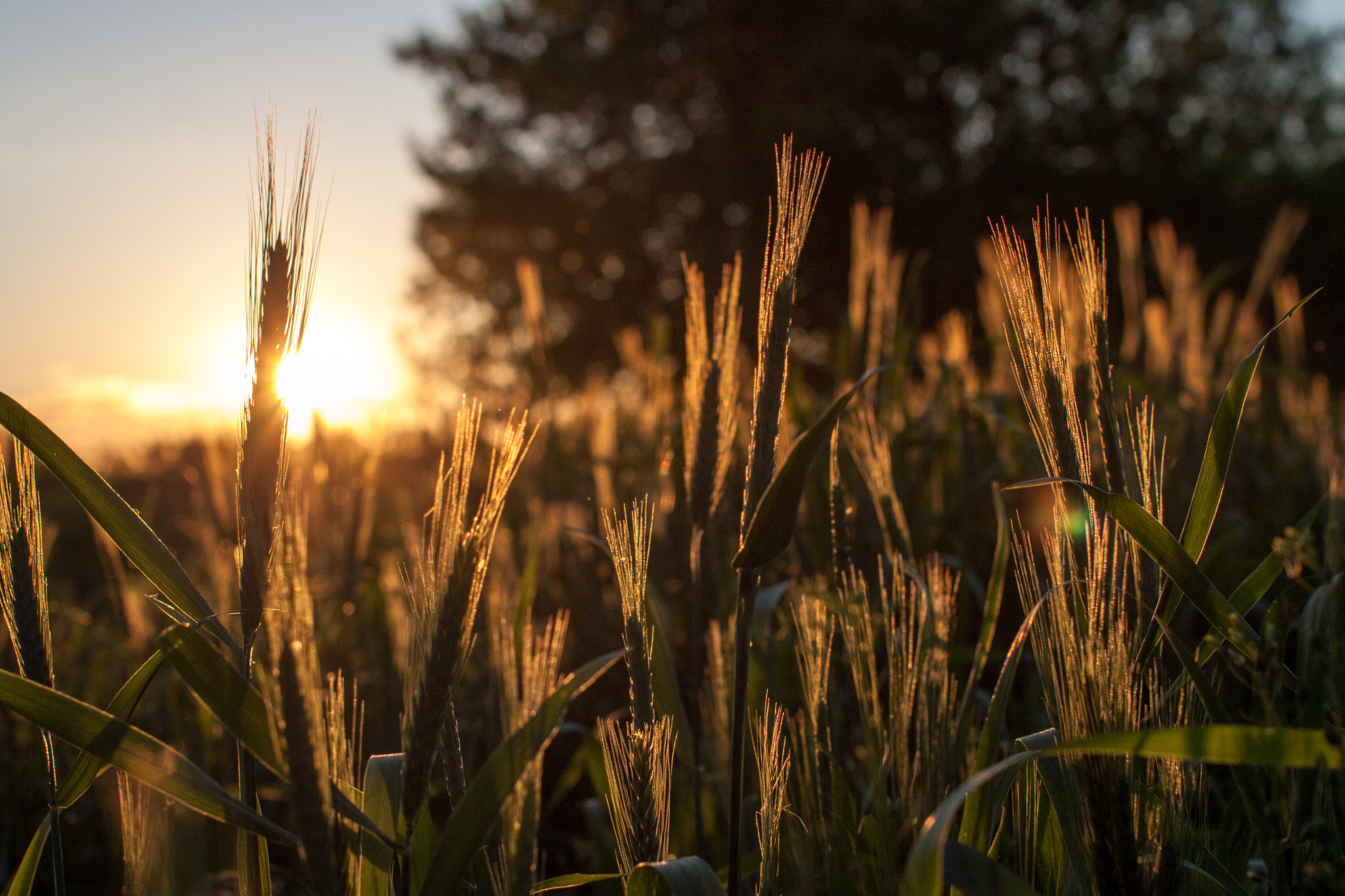 Sigma 50mm F1.4 EX DG HSM sample photo. Suset in the rye photography