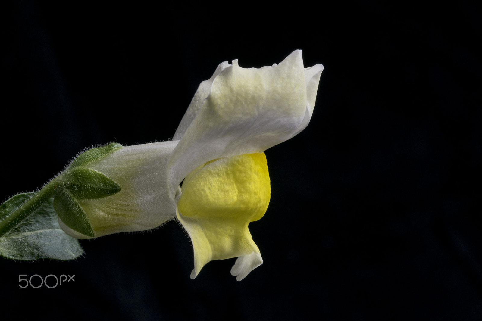 Sigma 105mm F2.8 EX DG OS HSM sample photo. Antirrhinum on black photography