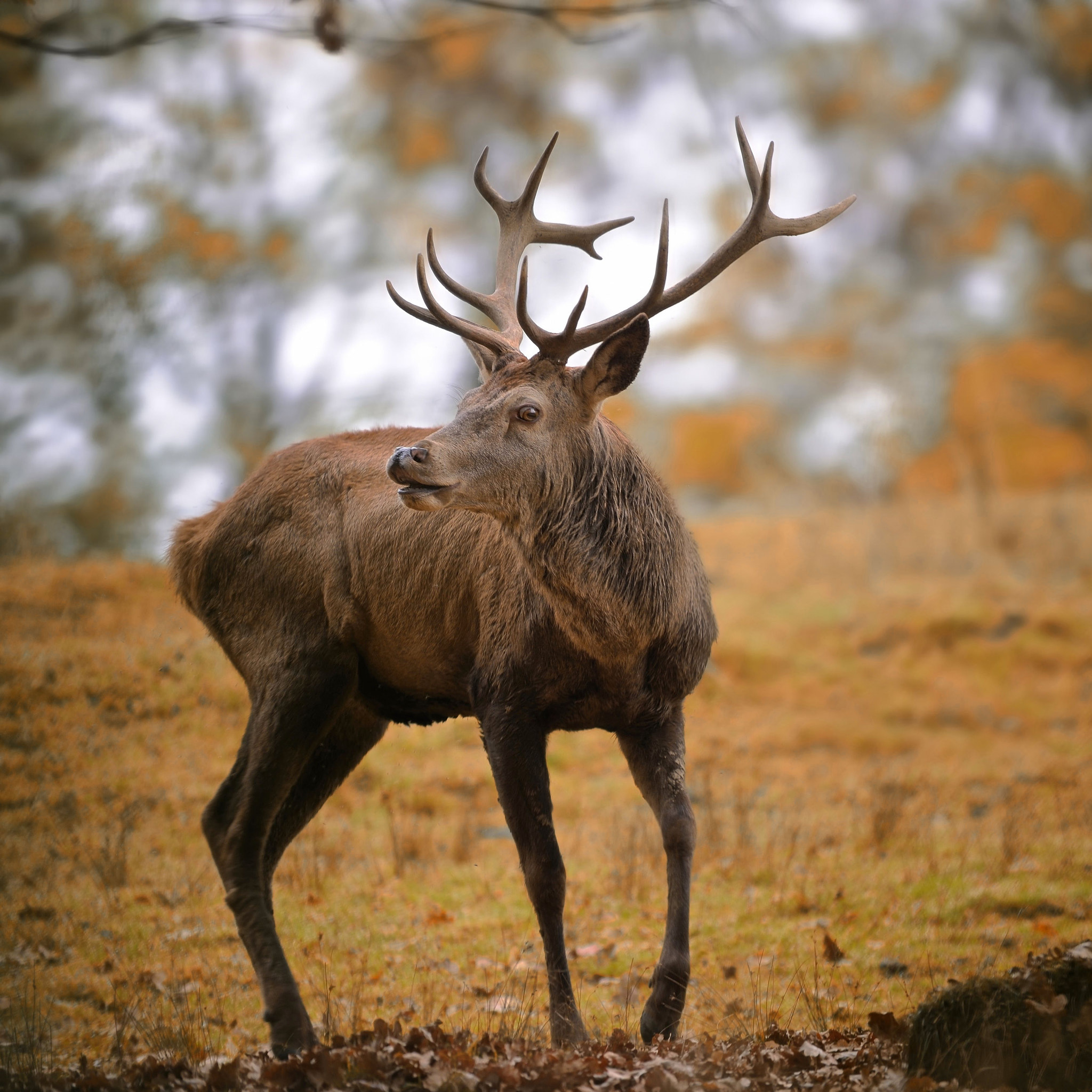 Nikon AF-S Nikkor 400mm F2.8D ED-IF II sample photo. Cervo - cervus elaphus photography