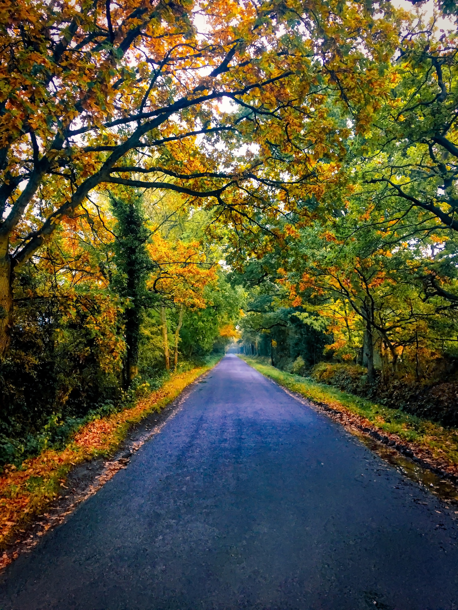 Apple iPhone sample photo. Autumn down the lane photography