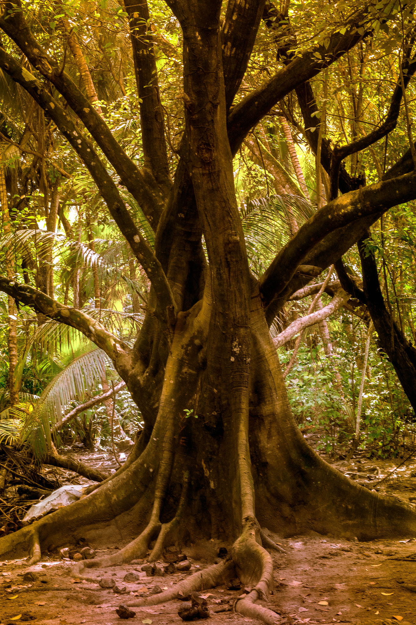 Canon EF 40mm F2.8 STM sample photo. Trees photography