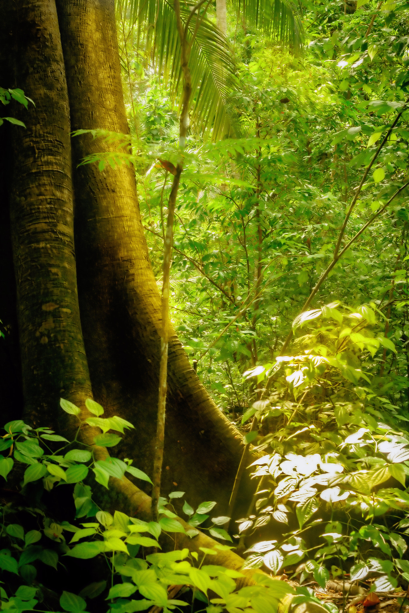 Canon EF 40mm F2.8 STM sample photo. Trees photography