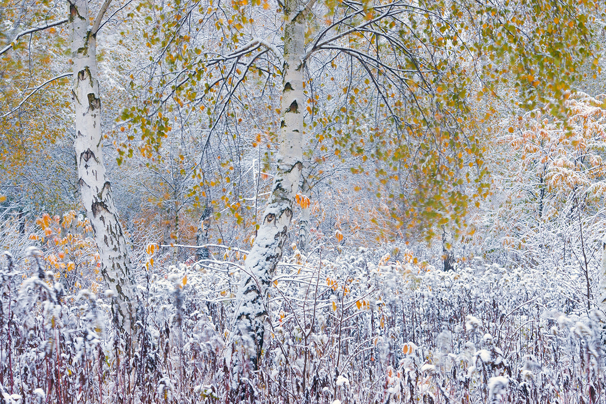 Sony Alpha DSLR-A700 + Sigma 70-300mm F4-5.6 DL Macro sample photo. First snow photography