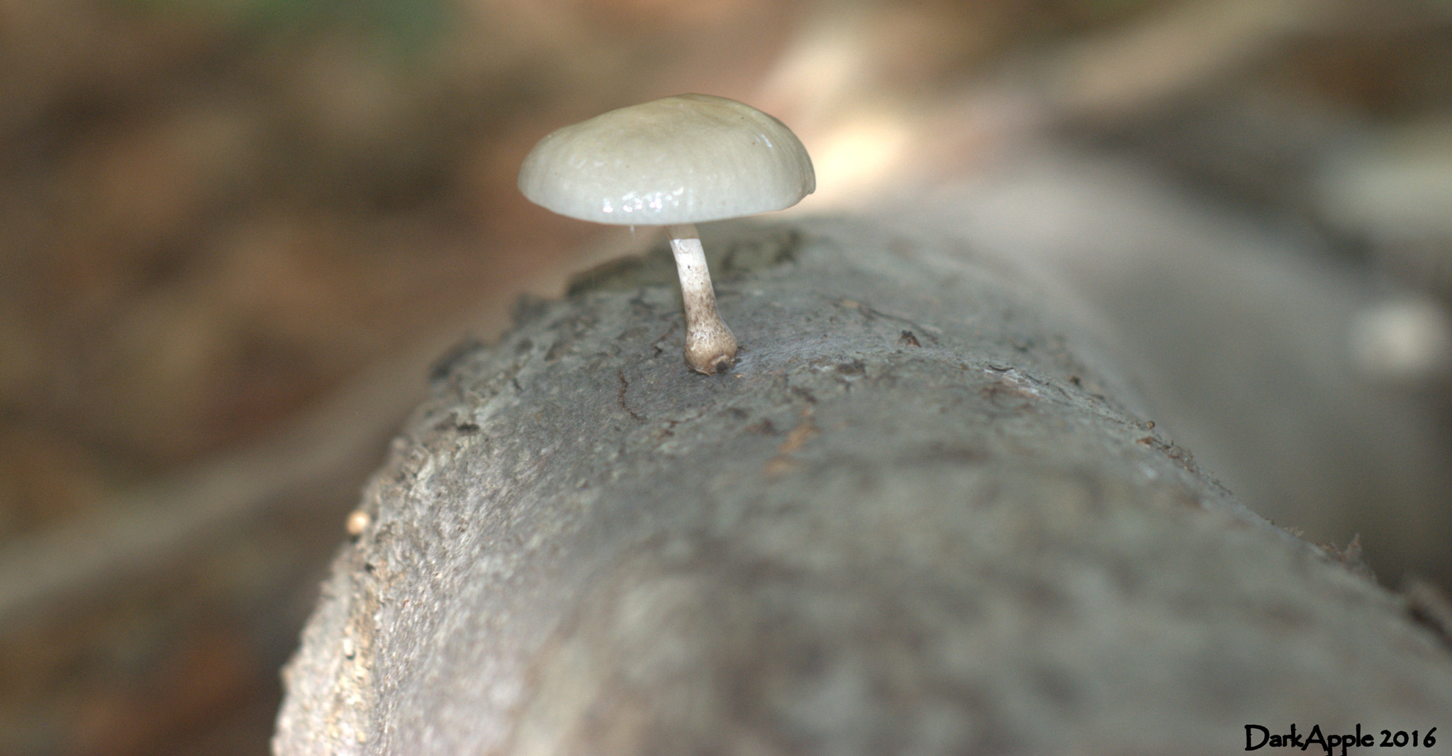 Nikon D3000 + Nikon AF Nikkor 50mm F1.8D sample photo. Fungal photography