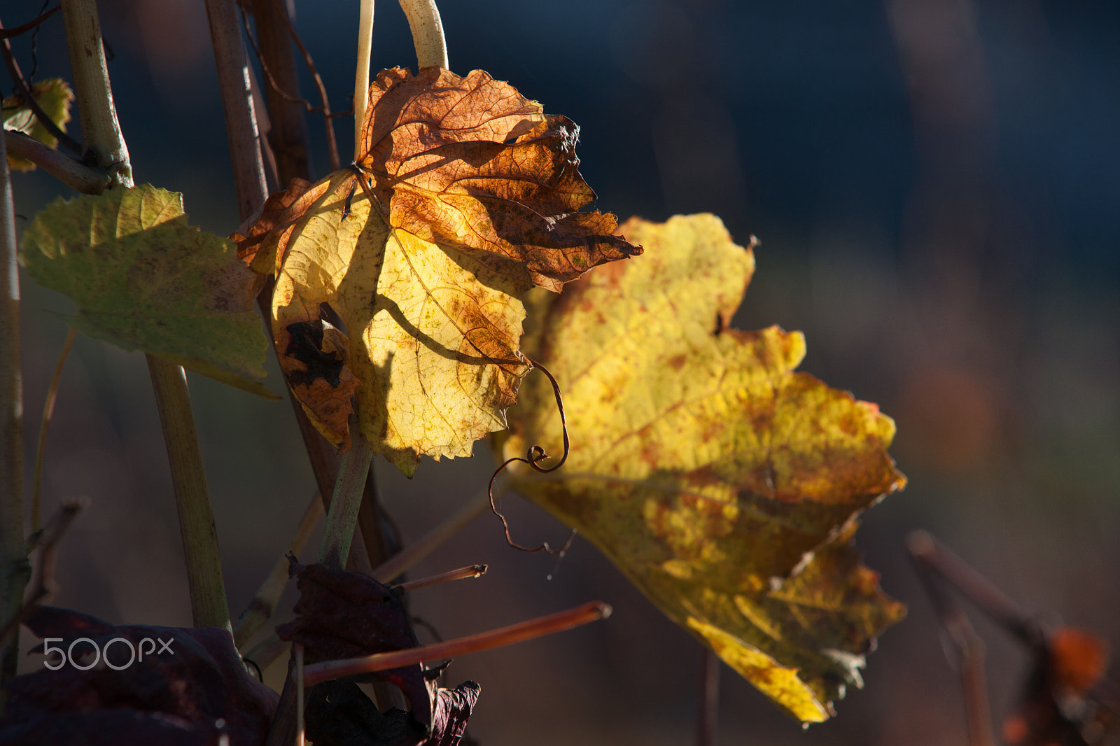 Minolta/Sony AF 70-200mm F2.8 G sample photo. Leaves photography