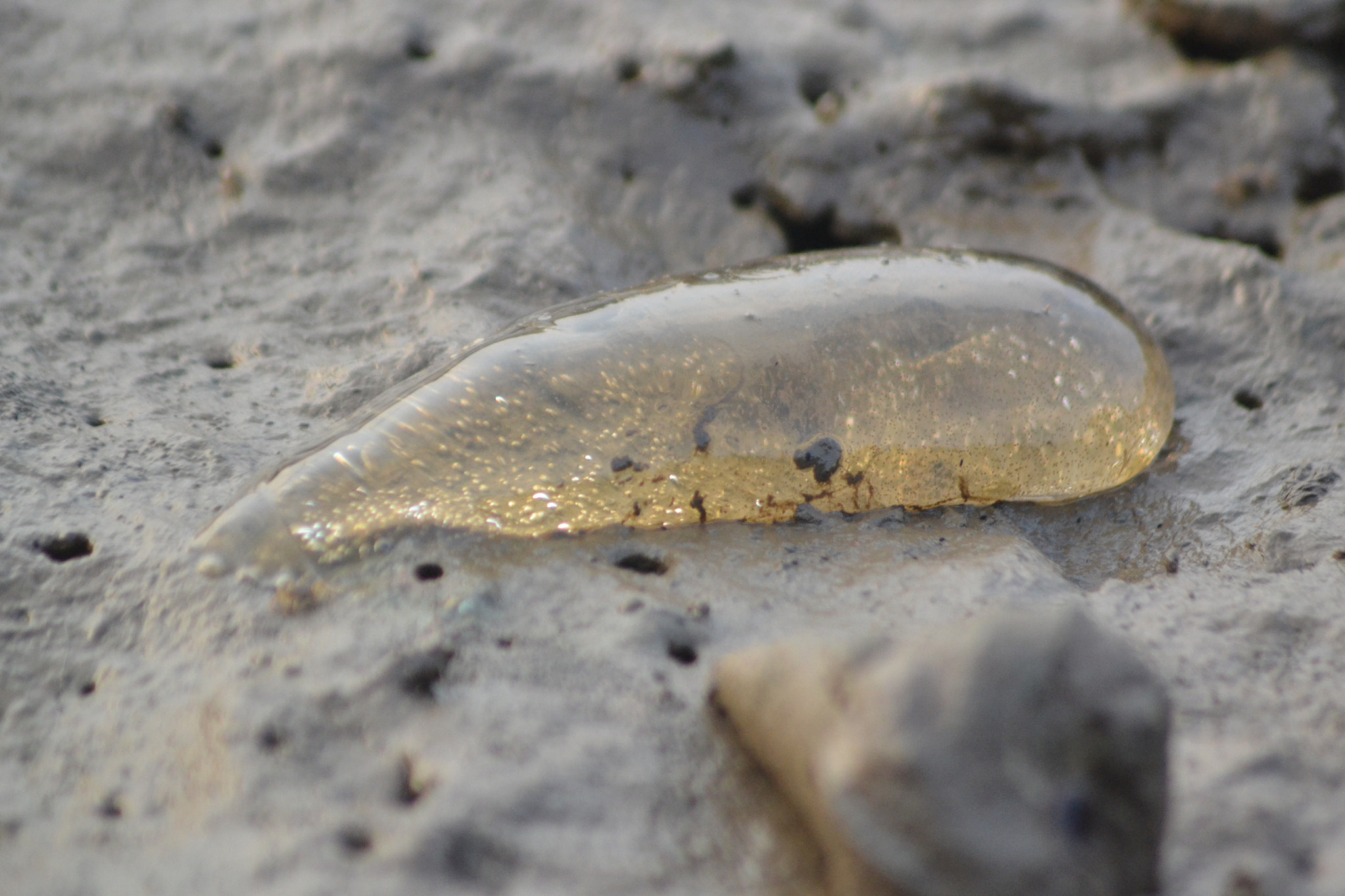 Nikon AF Nikkor 70-300mm F4-5.6G sample photo. Jelly fish photography