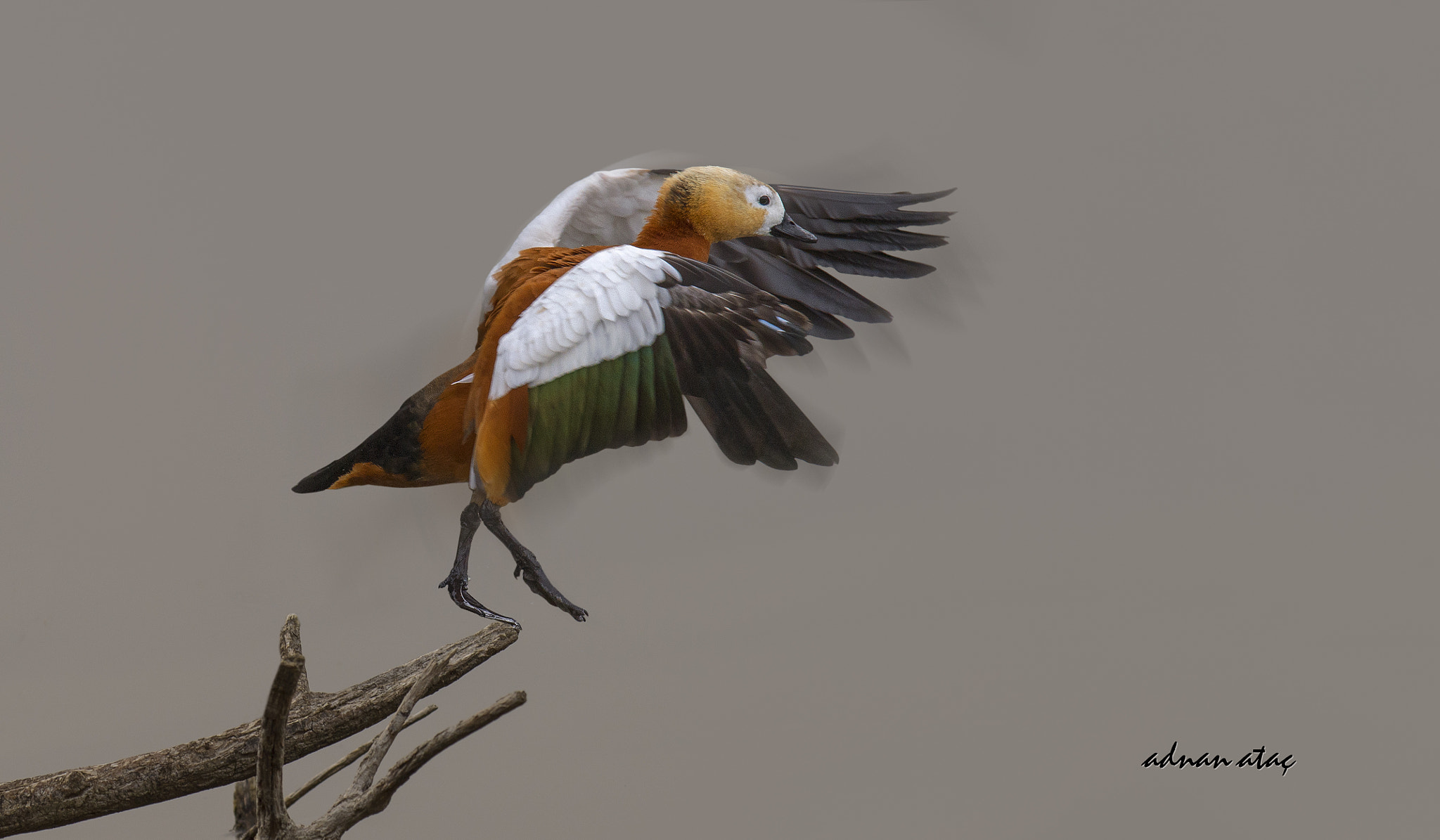 Sigma 150-600mm F5-6.3 DG OS HSM | S sample photo. Angıt - ruddy shelduck - tadorna ferruginea photography