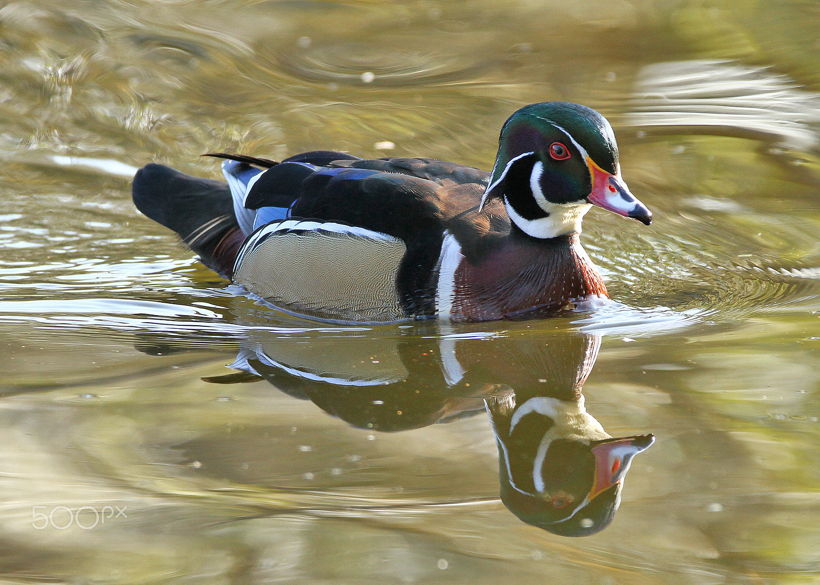 Sigma 150-600mm F5-6.3 DG OS HSM | C sample photo. Reflections and colors / reflejos y colores photography