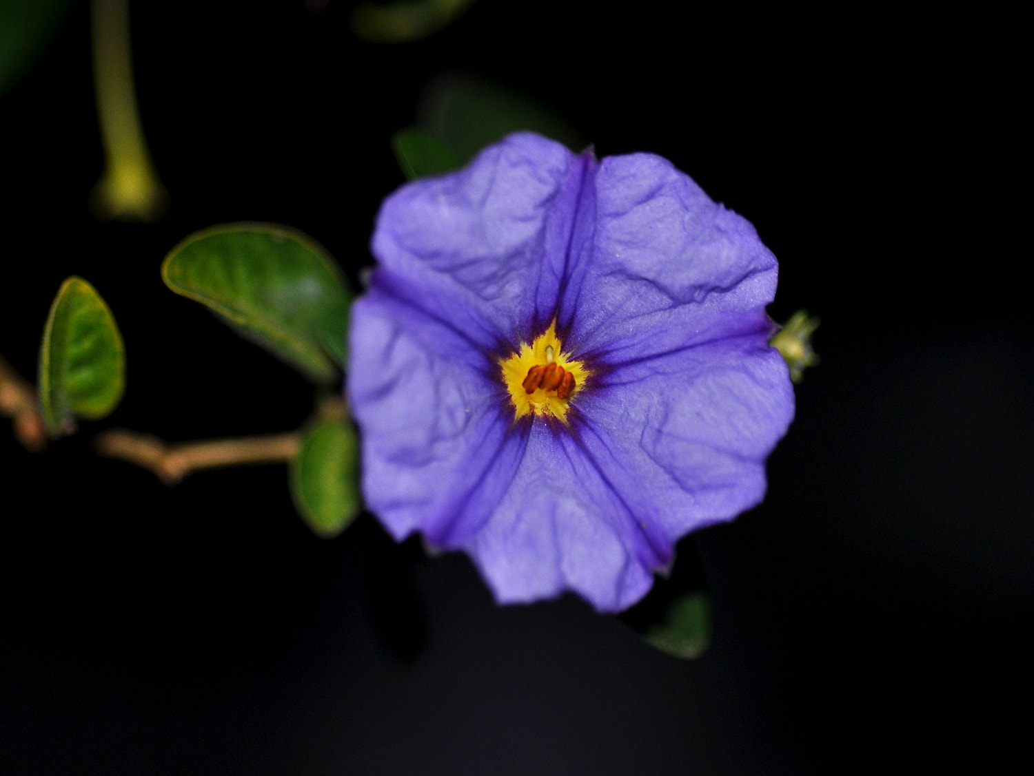 Sigma Macro 90mm F2.8 sample photo. A photography