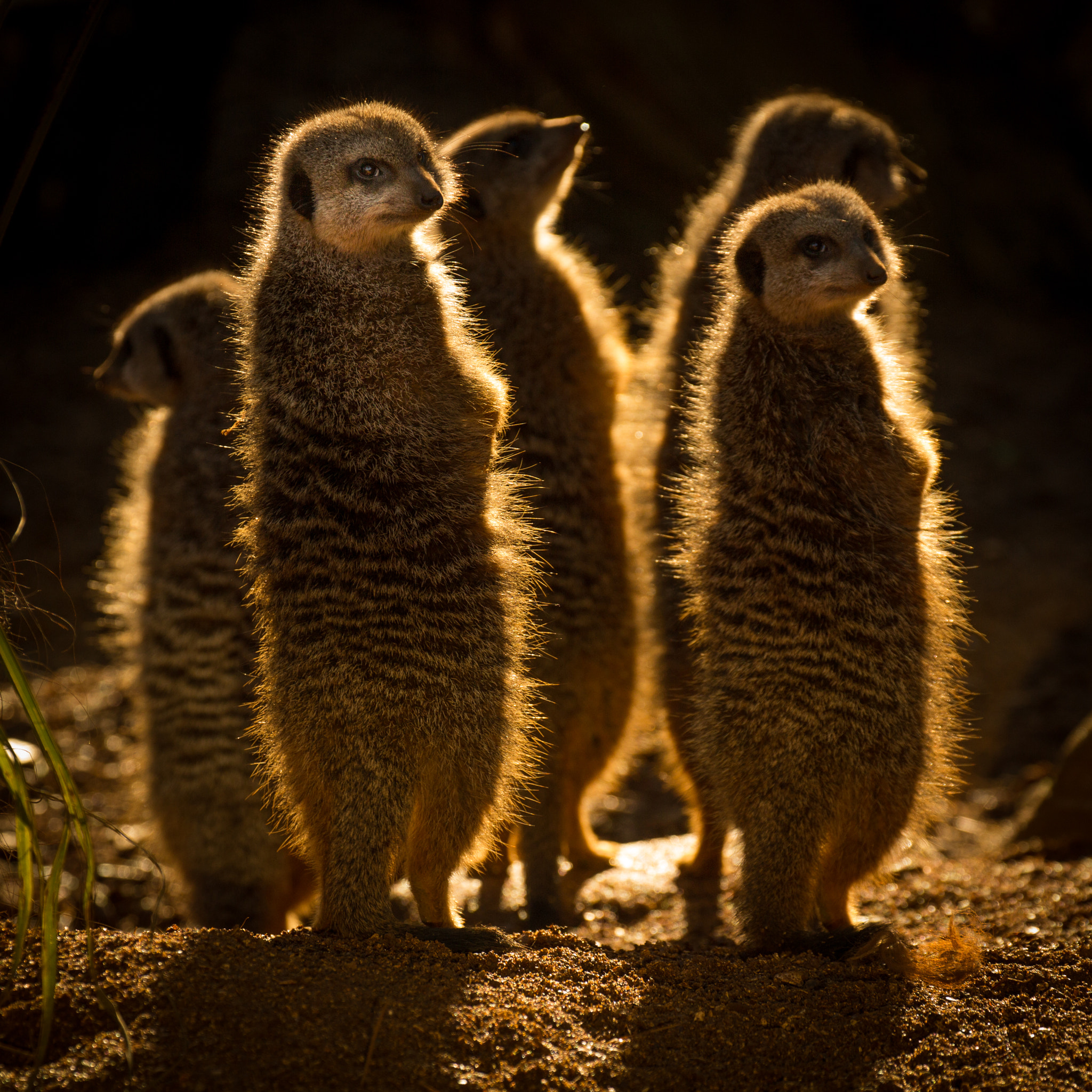 Canon EF 70-300mm F4-5.6L IS USM sample photo. Meerkats photography