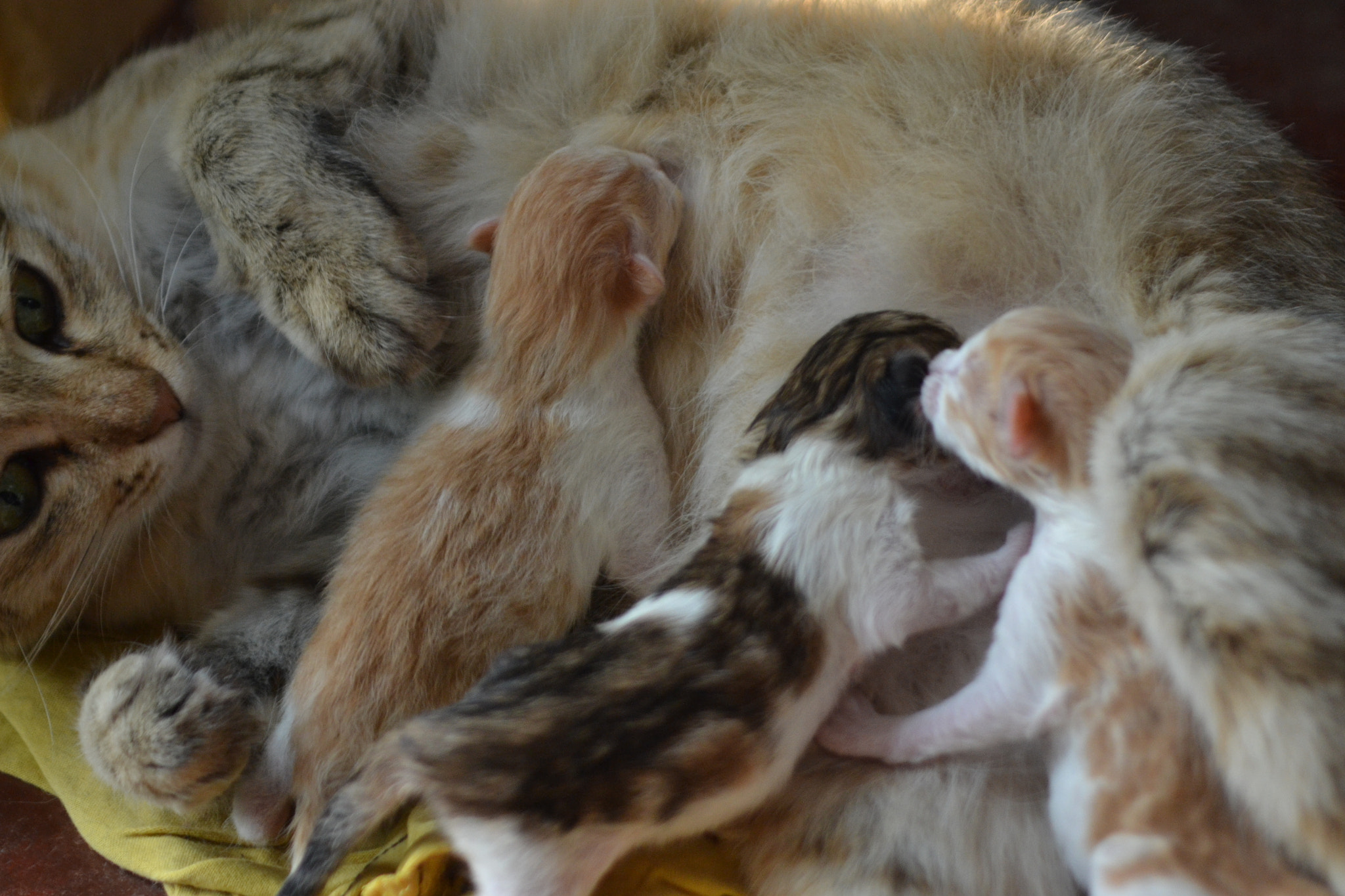 Nikon AF Nikkor 70-300mm F4-5.6G sample photo. Mom's love photography