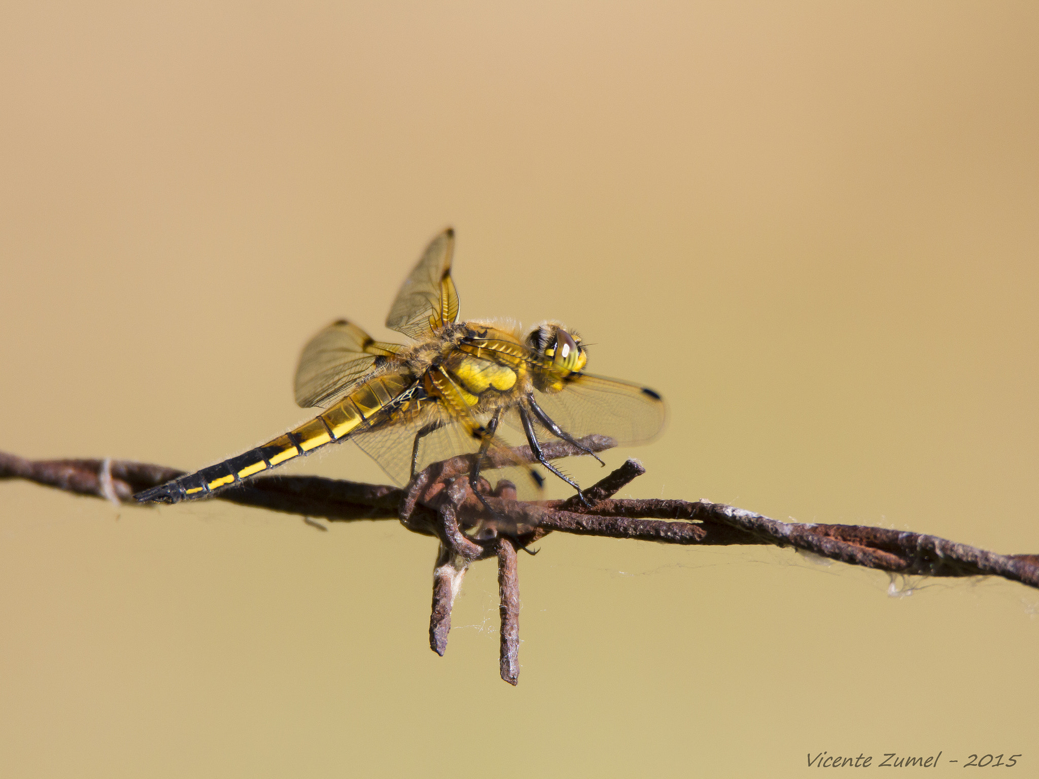Tamron SP 150-600mm F5-6.3 Di VC USD sample photo. Keeled skimmer photography