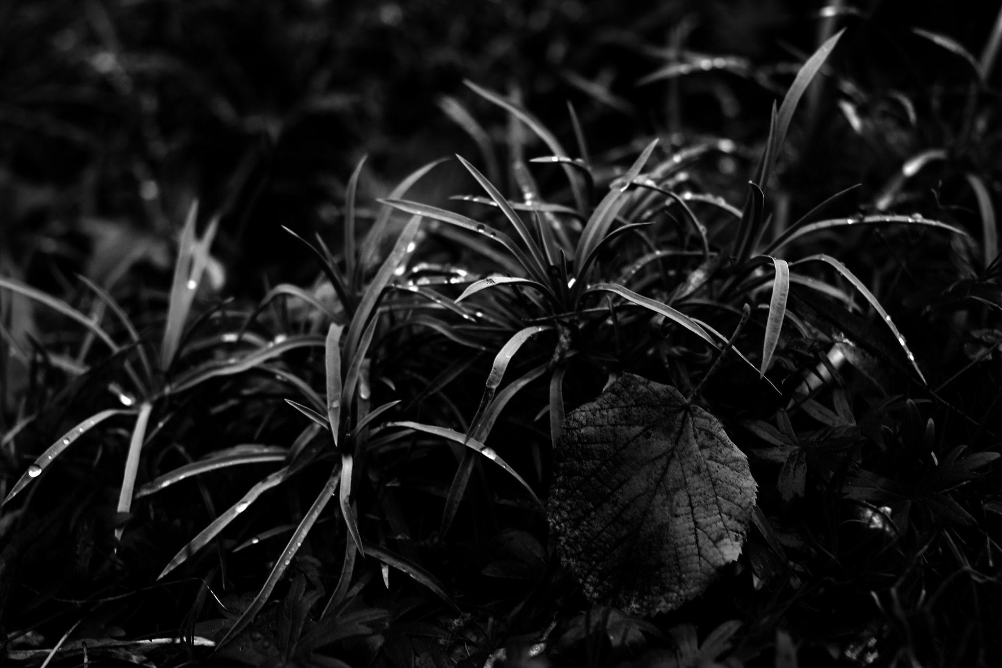 Canon EOS 550D (EOS Rebel T2i / EOS Kiss X4) + Canon EF 35mm F2 sample photo. Estrellas - paris - 2016 photography