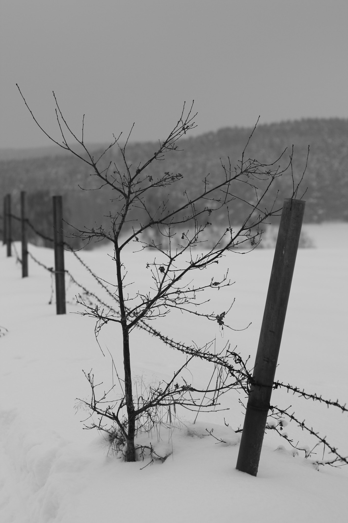Canon EF-S 55-250mm F4-5.6 IS sample photo. ...at the borderline photography