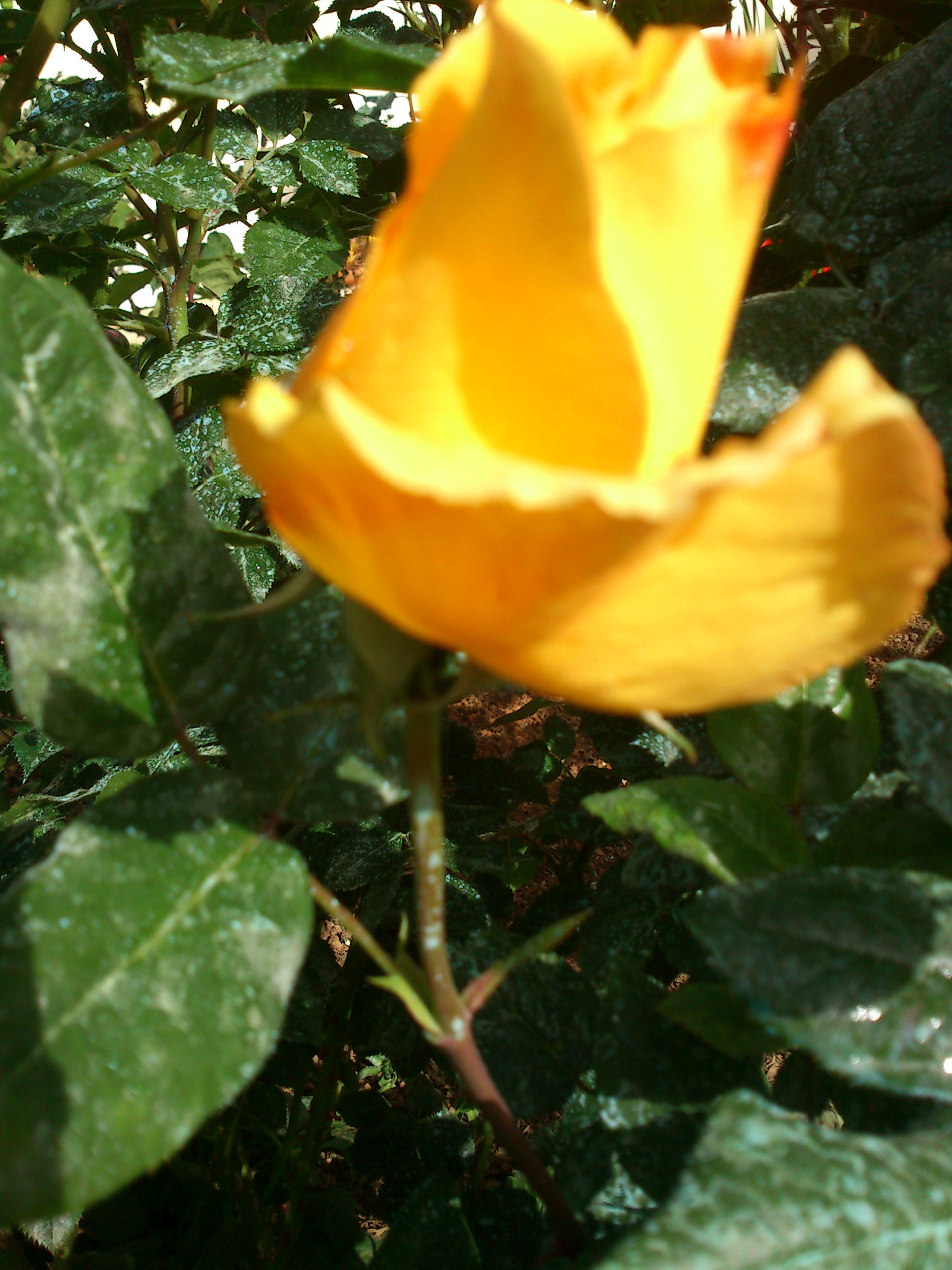 Sony Ericsson Xperia neo V sample photo. Dsc photography