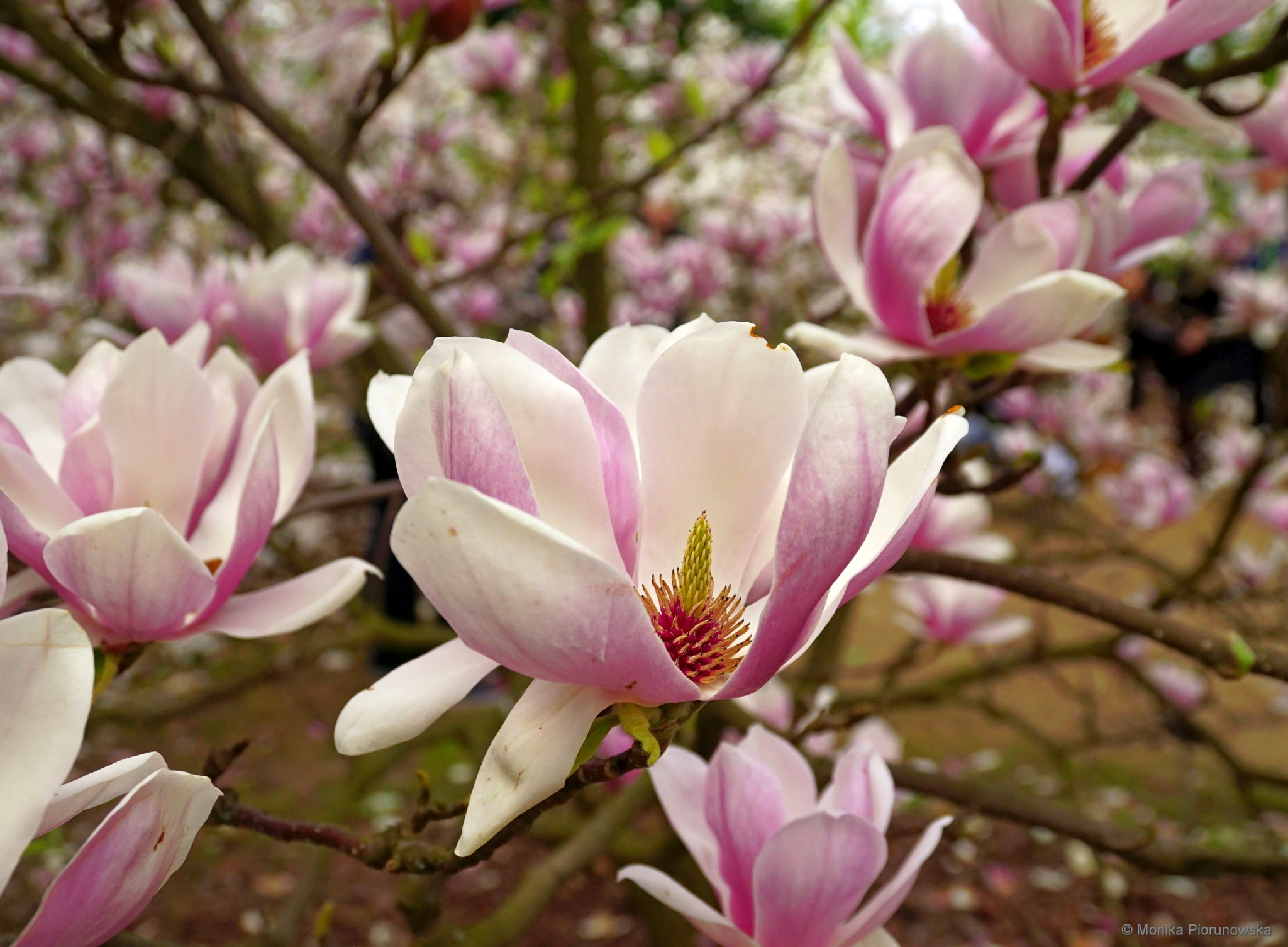 Sony DT 18-200mm F3.5-6.3 sample photo. Spring photography