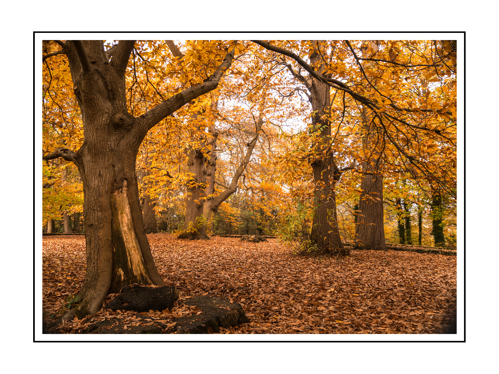 Panasonic Lumix DMC-G5 sample photo. Autumn gold photography