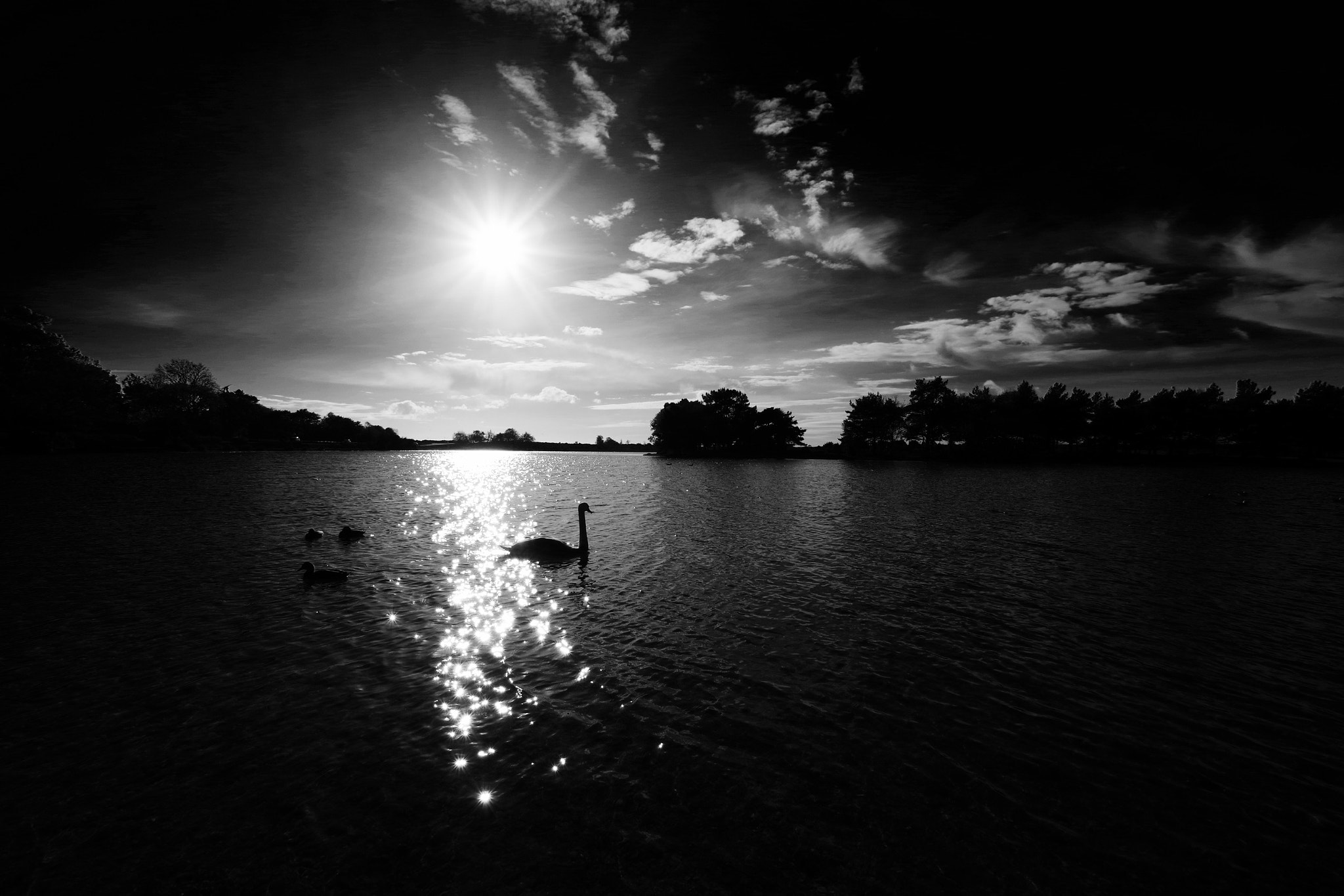 Pentax K-70 + Sigma 10-20mm F3.5 EX DC HSM sample photo. Another swan photography