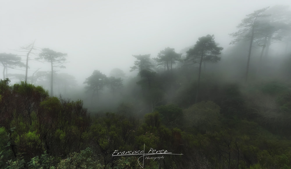 Pentax K-3 sample photo. Fog in the forest photography