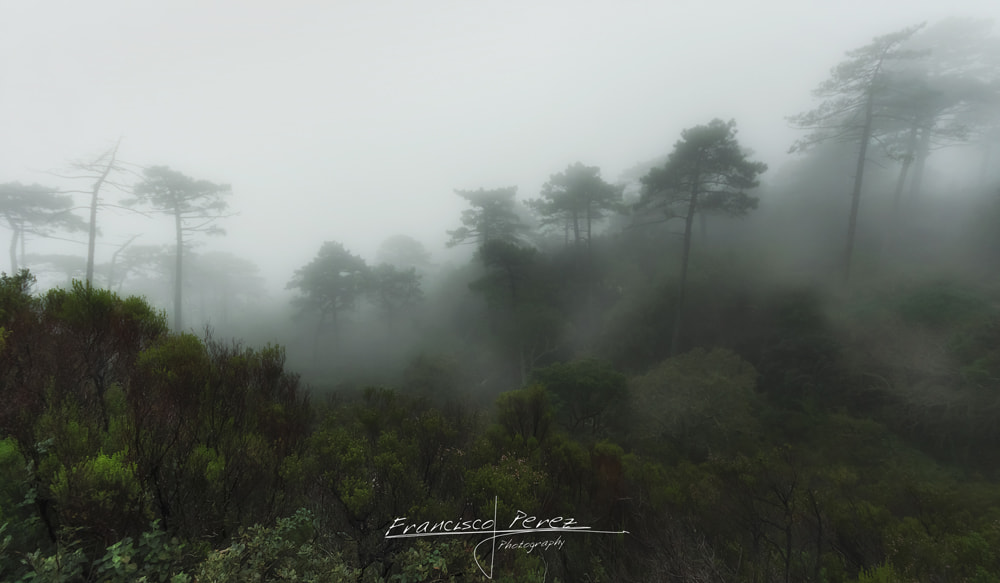 Sigma AF 10-20mm F4-5.6 EX DC sample photo. Fog in the forest photography