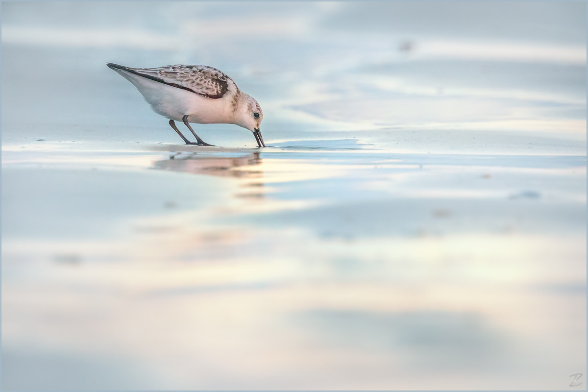 Canon EOS 7D Mark II + Canon EF 400mm F4 DO IS II USM sample photo. Sanderling photography