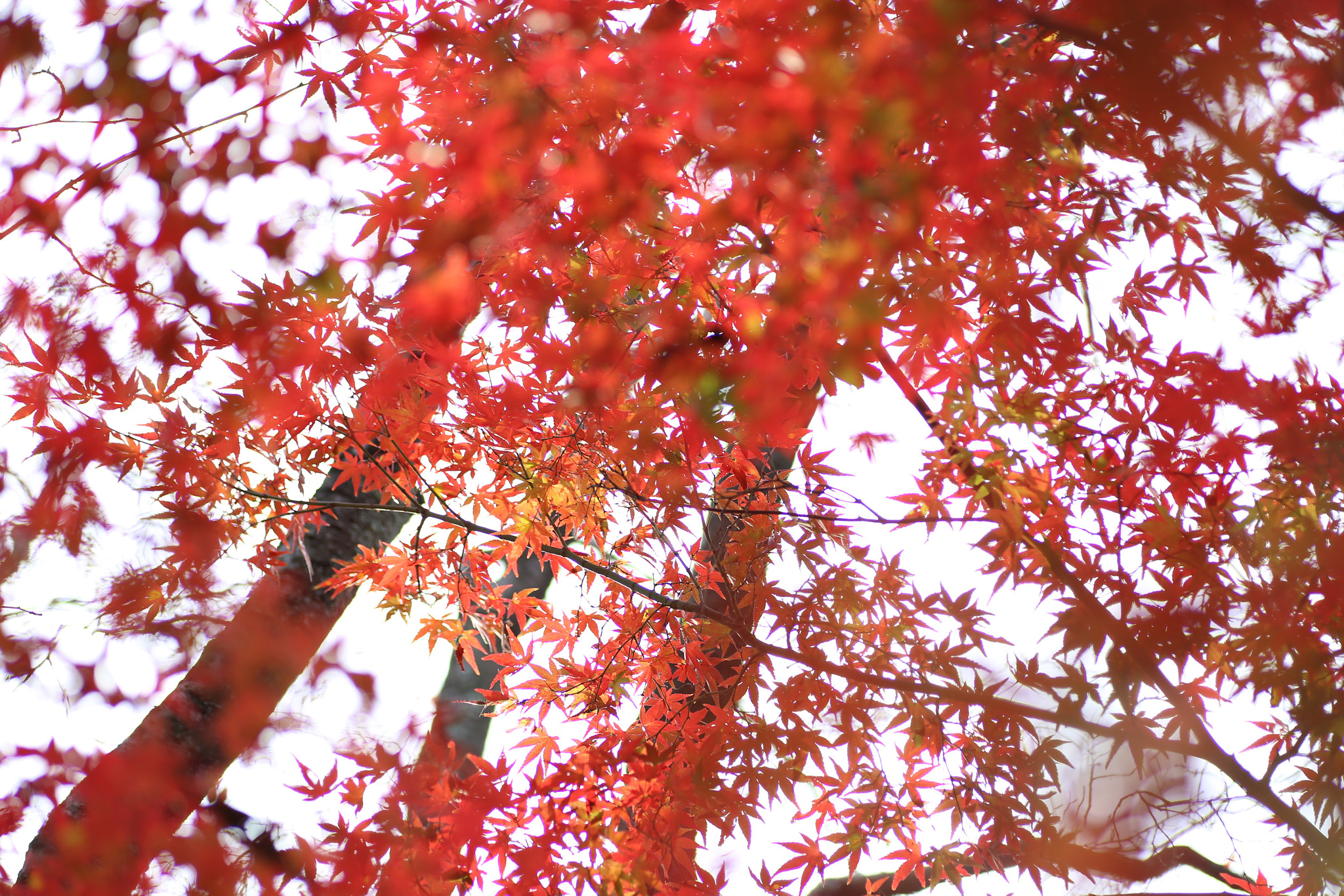 Canon EOS 6D + Tamron SP AF 90mm F2.8 Di Macro sample photo
