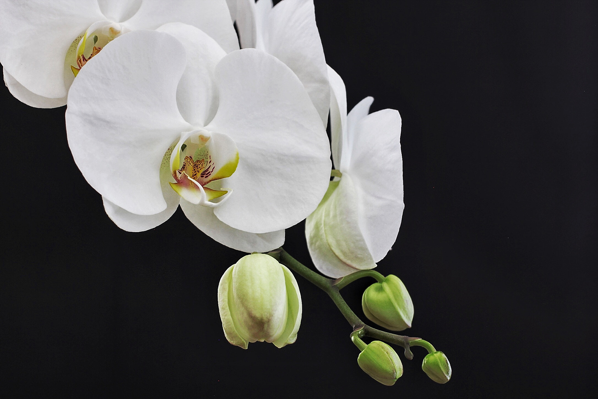 Canon EOS 60D + Canon EF 50mm F2.5 Macro sample photo. Phalenopsis blooming... photography