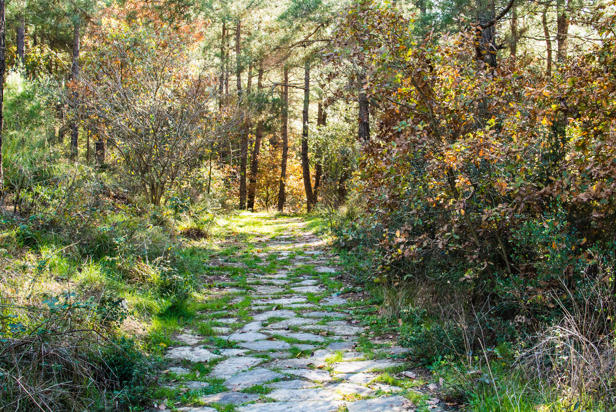 Nikon 1 V1 + Nikon 1 Nikkor 18.5mm F1.8 sample photo. Path in the forrest photography