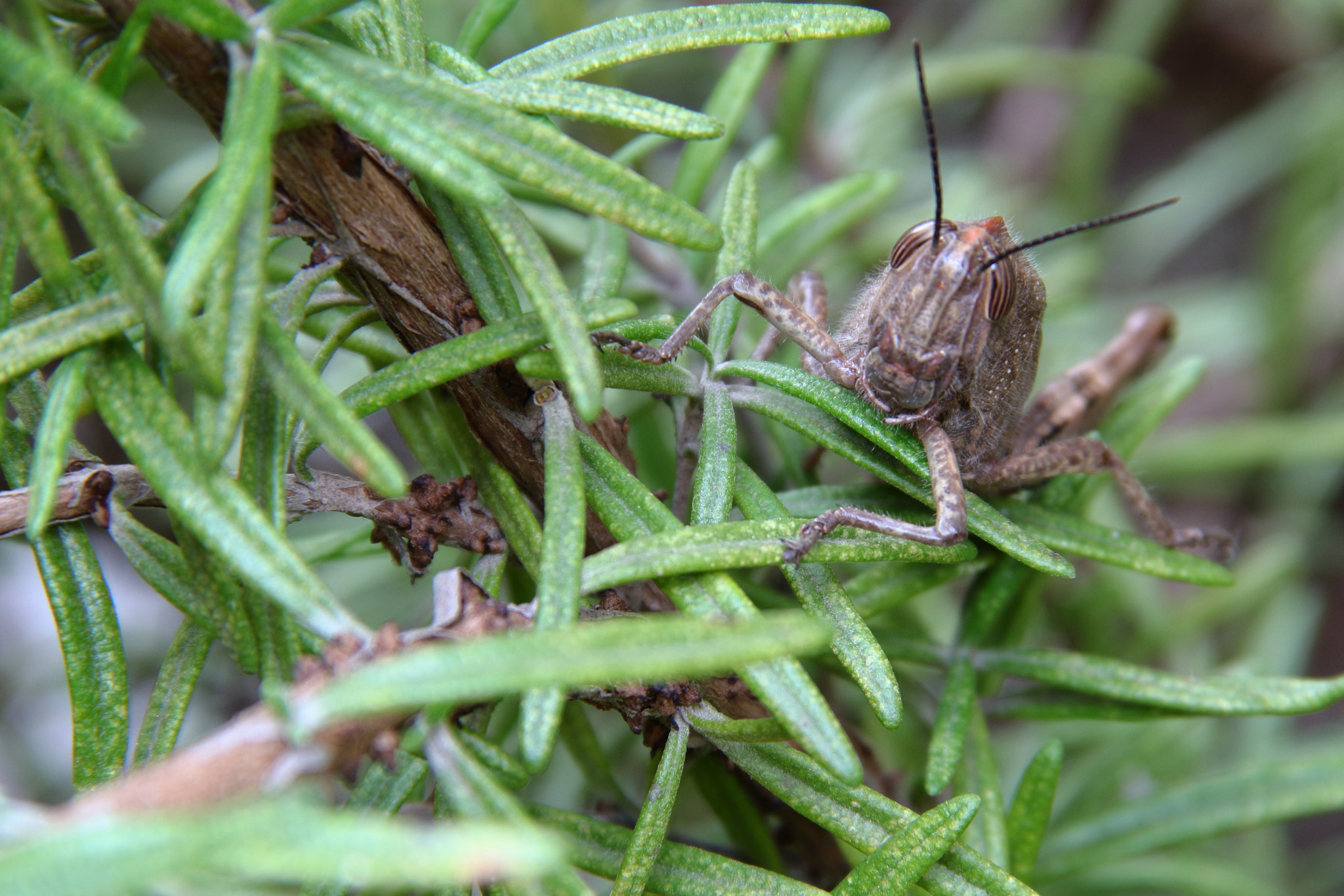 Canon EF-S 18-135mm F3.5-5.6 IS sample photo. Grasshoper photography