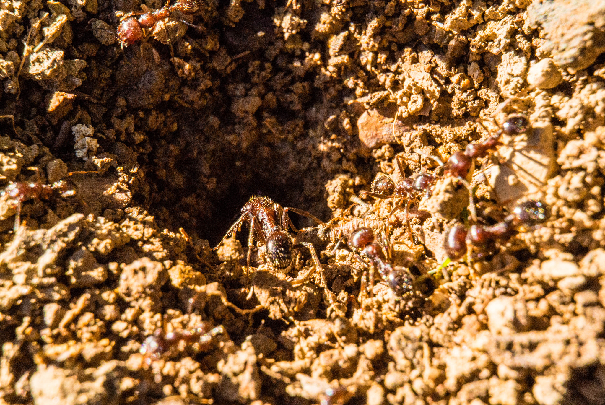 Nikon 1 Nikkor VR 30-110mm F3.8-5.6 sample photo. Ants photography