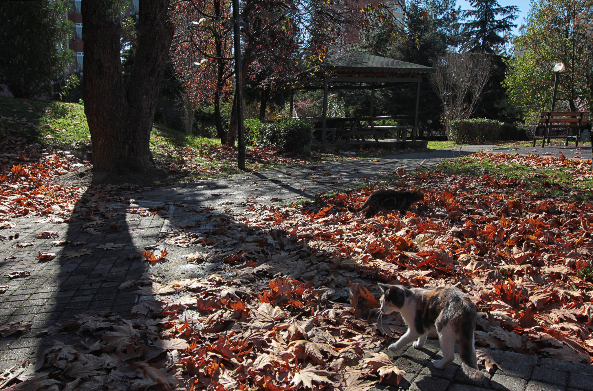 Canon EF 16-35mm F2.8L II USM sample photo. Garden photography