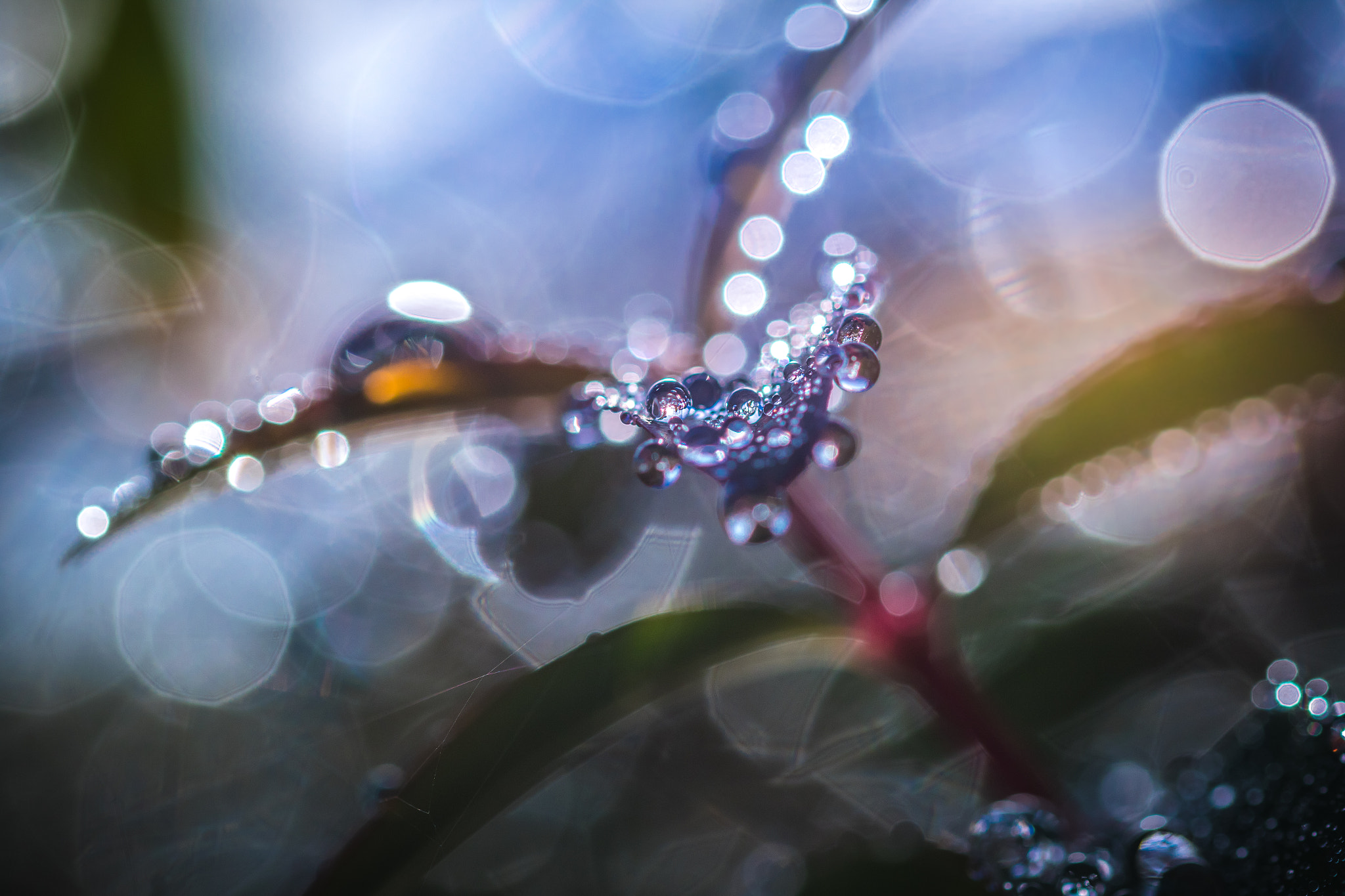 Sigma 105mm F2.8 EX DG OS HSM sample photo. Drop it like it's hot photography