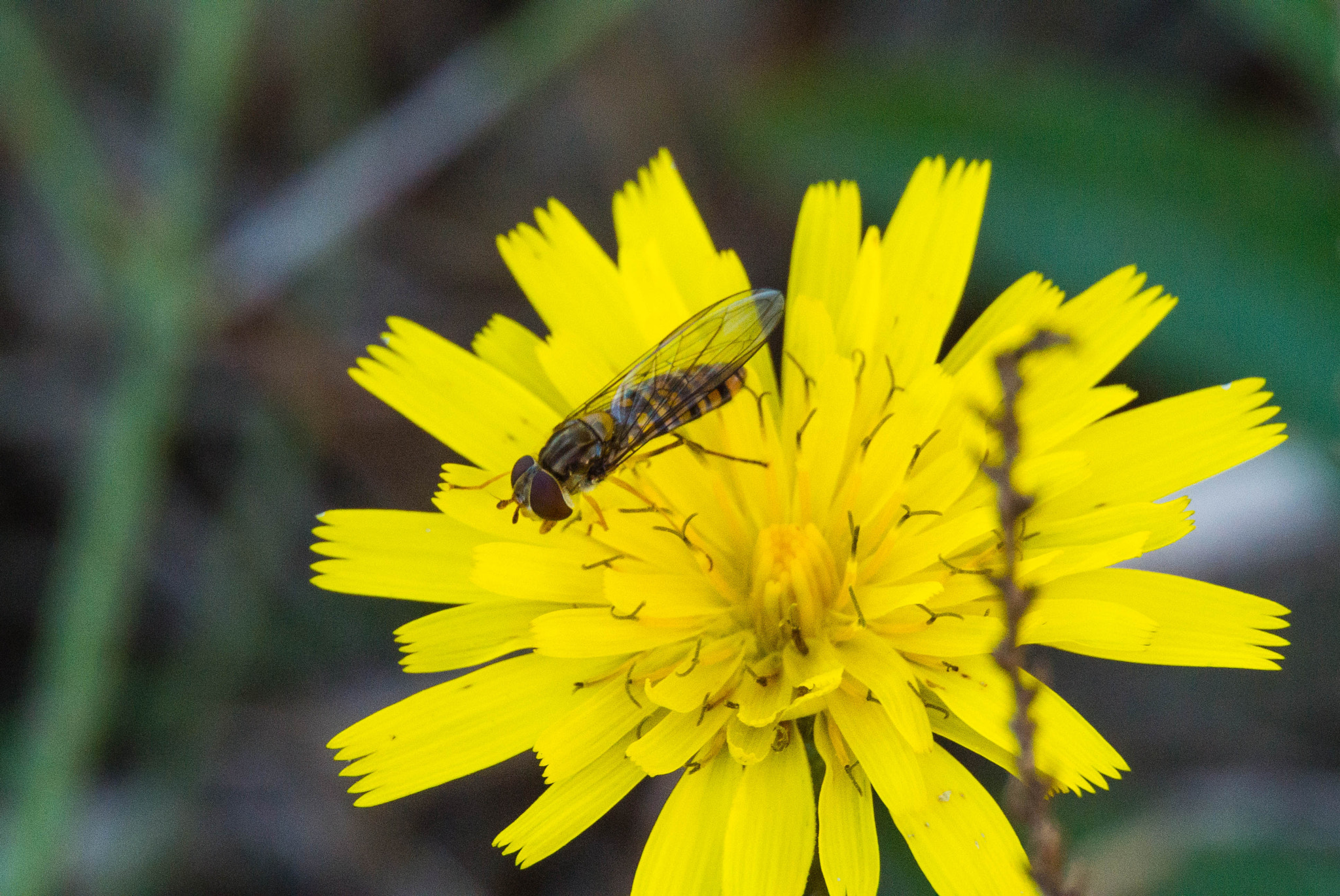 Nikon 1 V1 sample photo. Bee at work photography