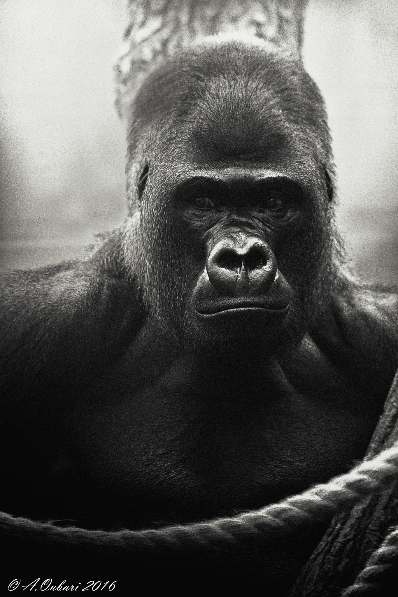 Nikon D3 sample photo. Gorilla portrait bw photography